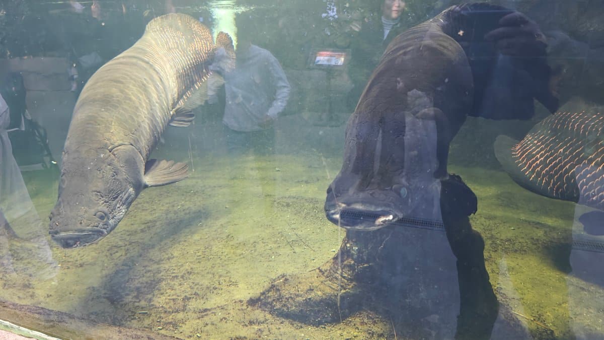Huge arapaima in green aquarium