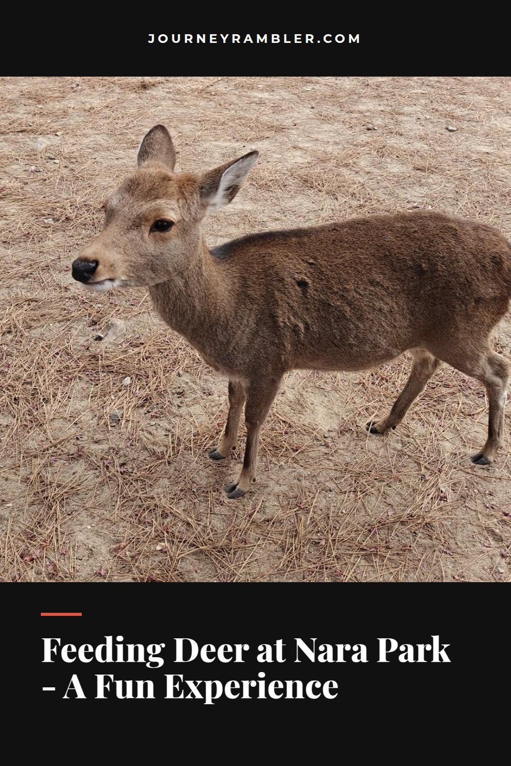 I Bought Deer Crackers and Instantly Had New Friends at Nara Park