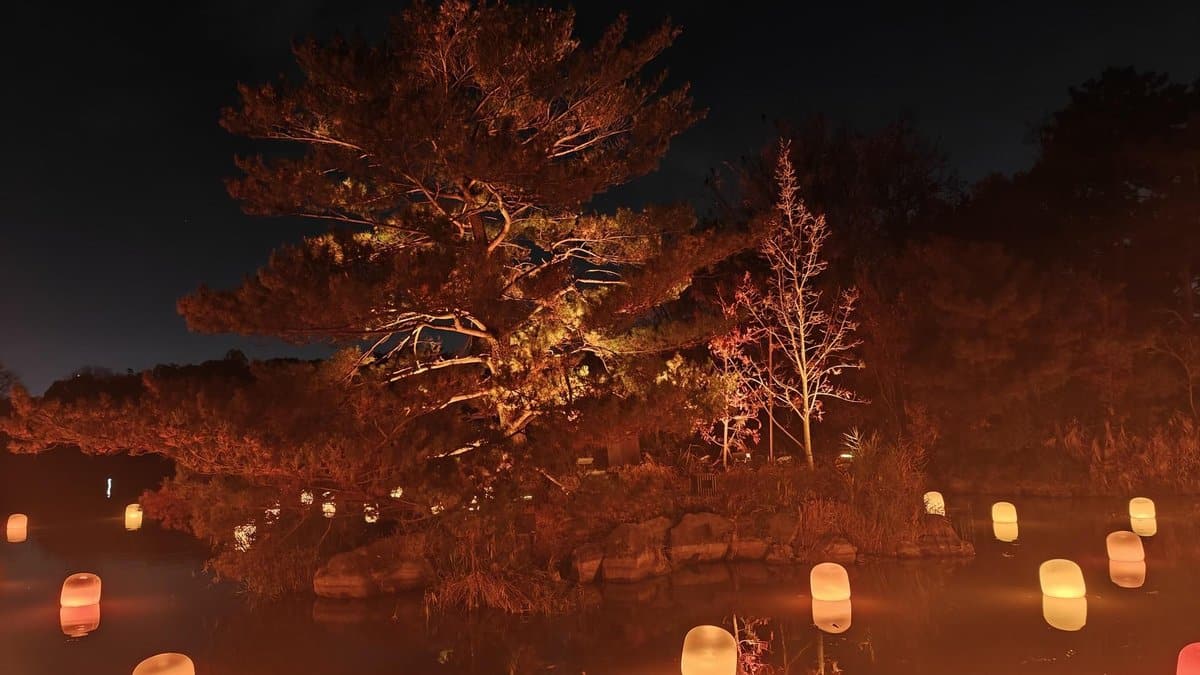 Illuminated trees and floating lanterns