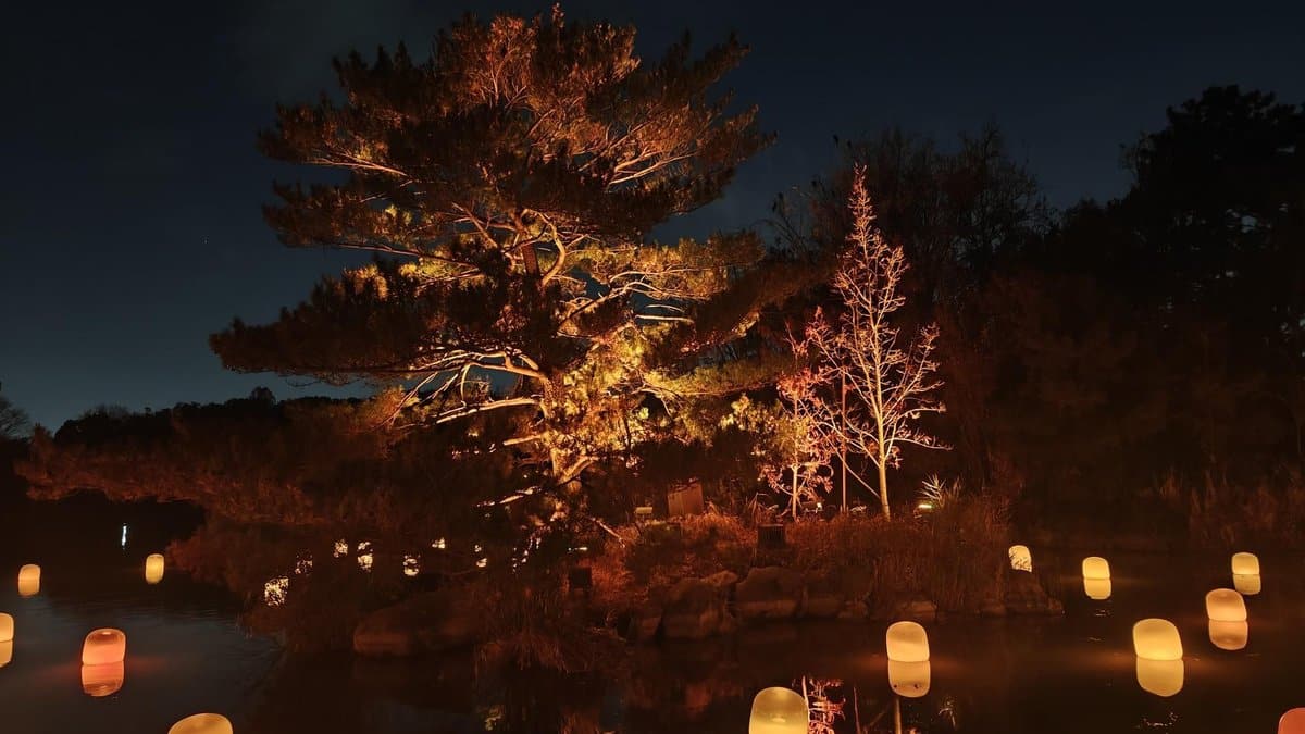 Illuminated trees and lanterns at night