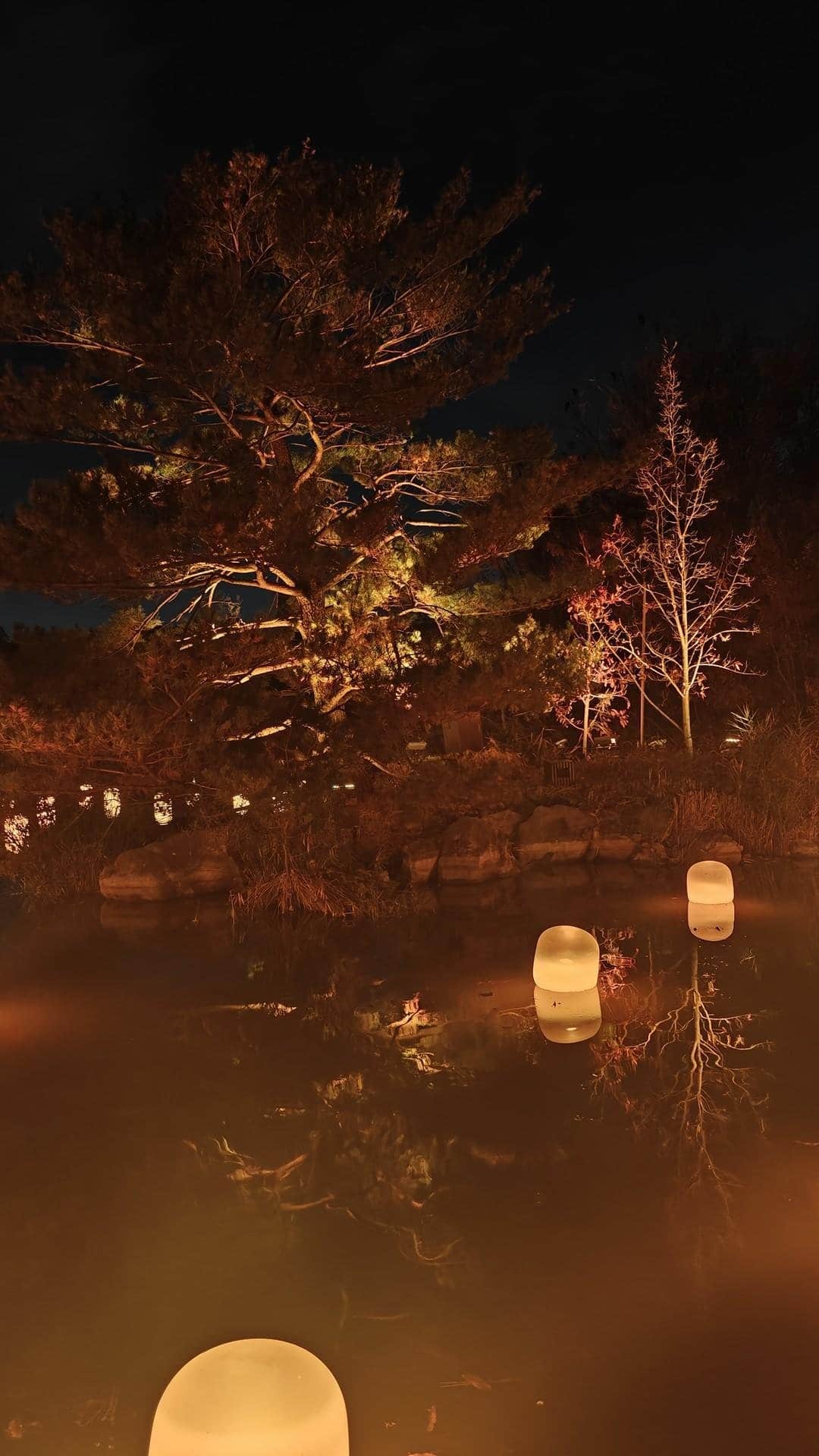 Illuminated trees by calm water at night