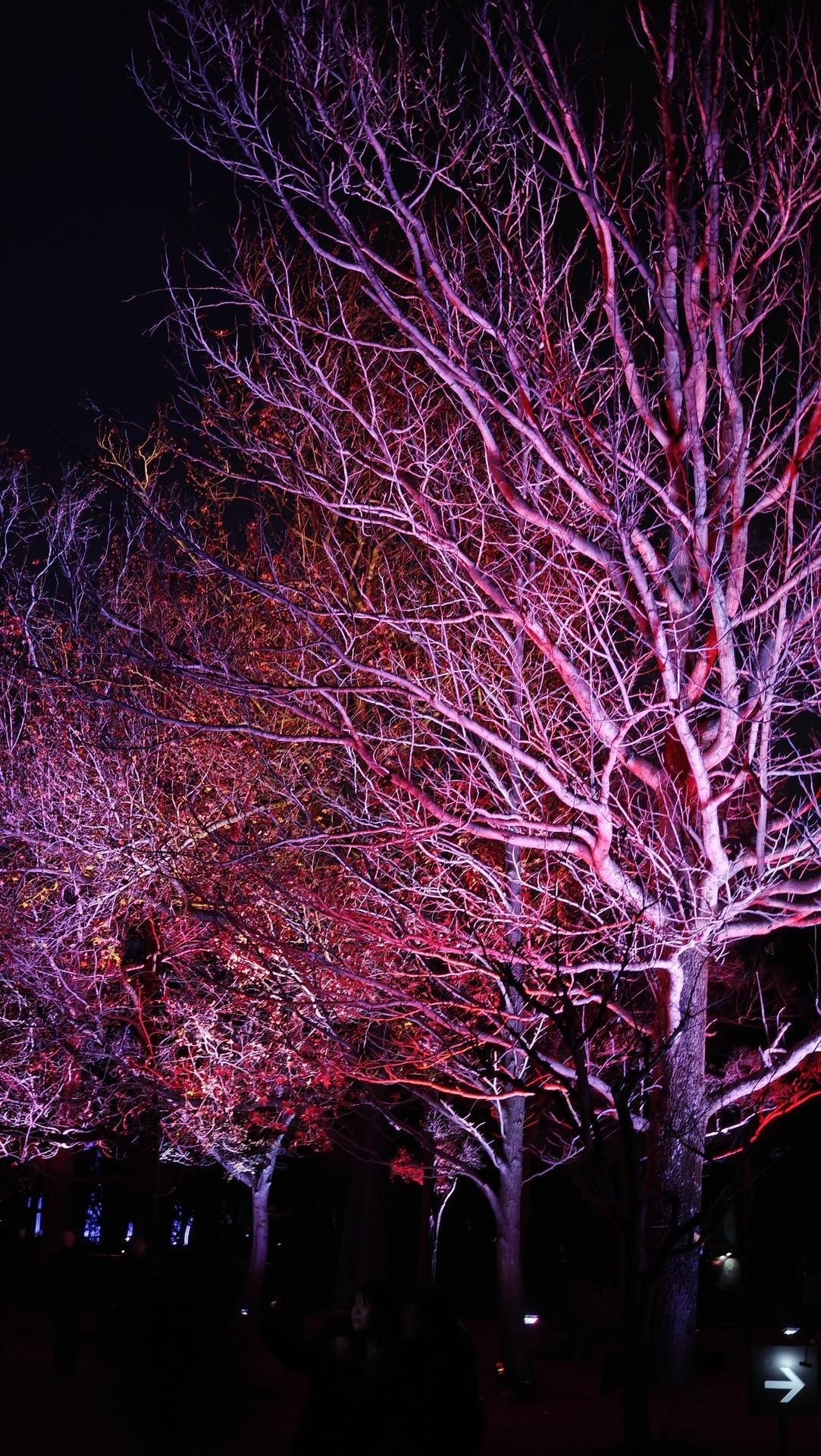 Illuminated trees with pink lights