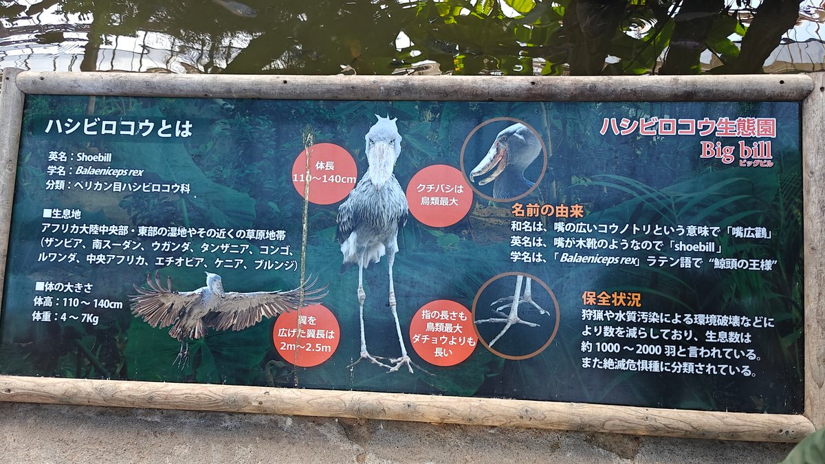 Info panel ハシビロコウとは (Big bill): the shoebill stands