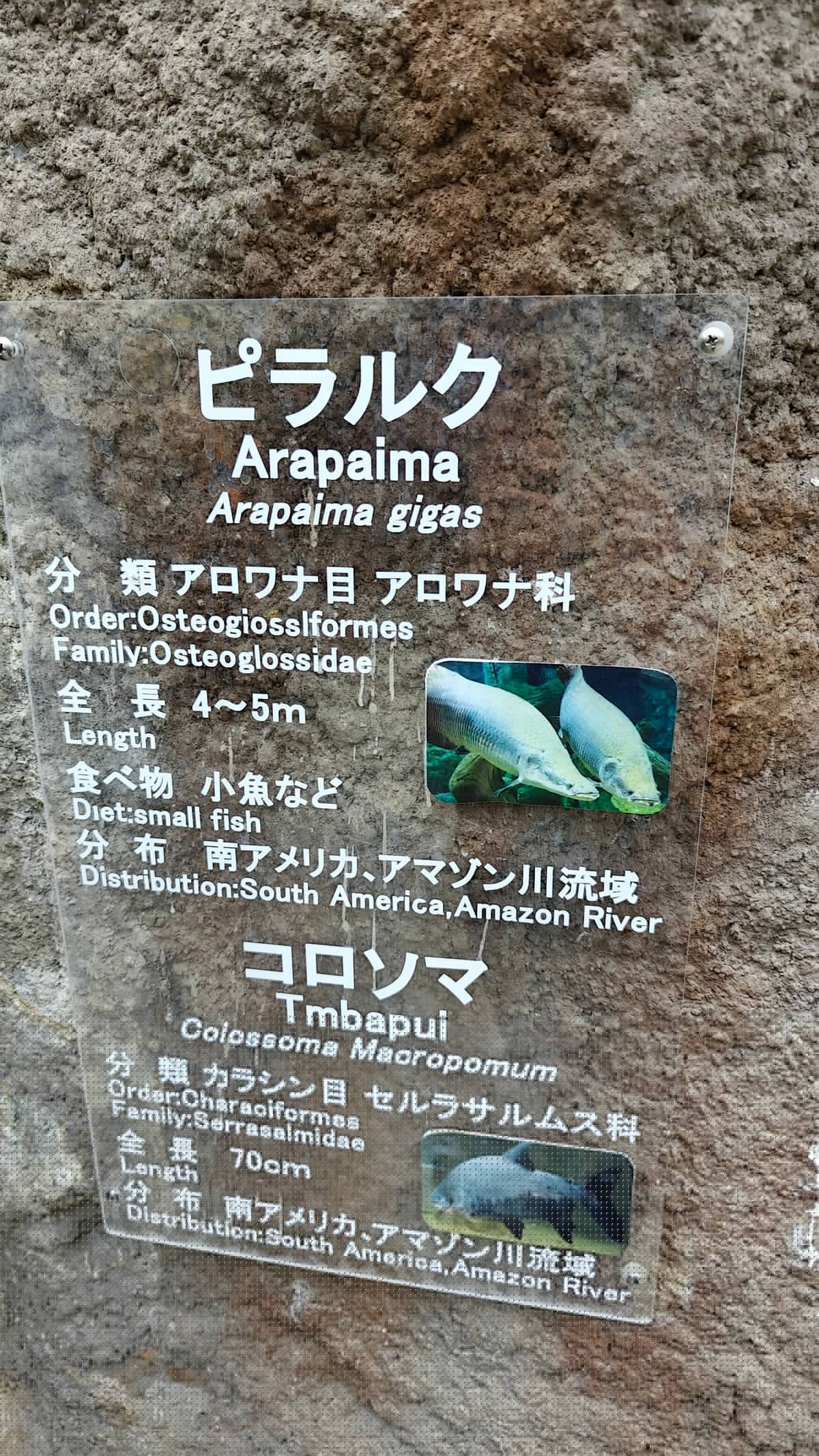 Info sign ピラルク / Arapaima (Arapaima gigas, 4–5m)