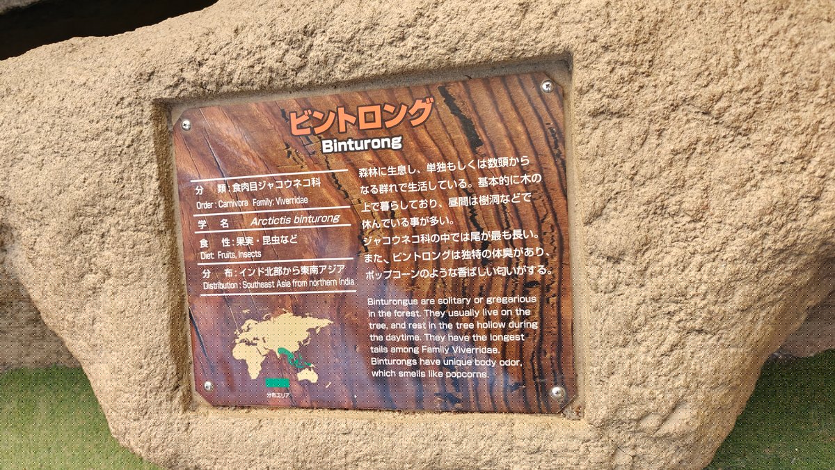 Info sign ビントロング / Binturong (bearcat).