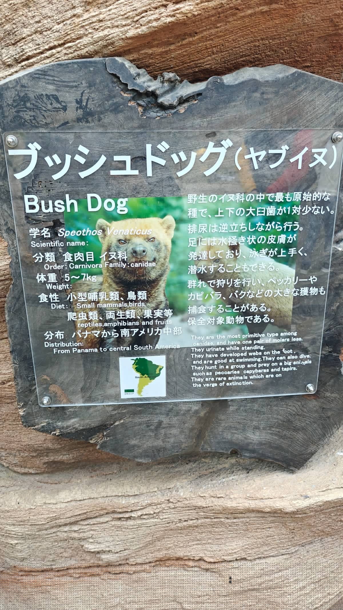 Info sign ブッシュドッグ (ヤブイヌ) / Bush Dog.