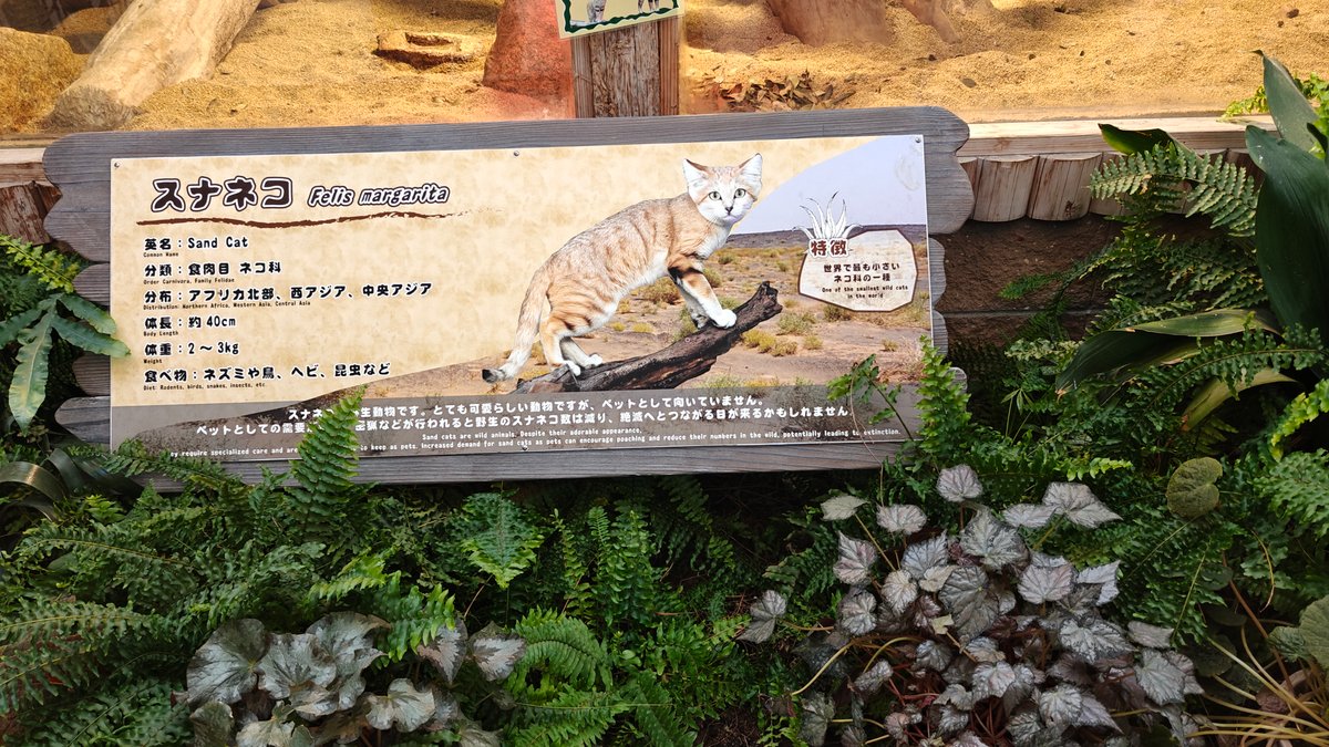 Info sign スナネコ / Felis margarita (Sand Cat),