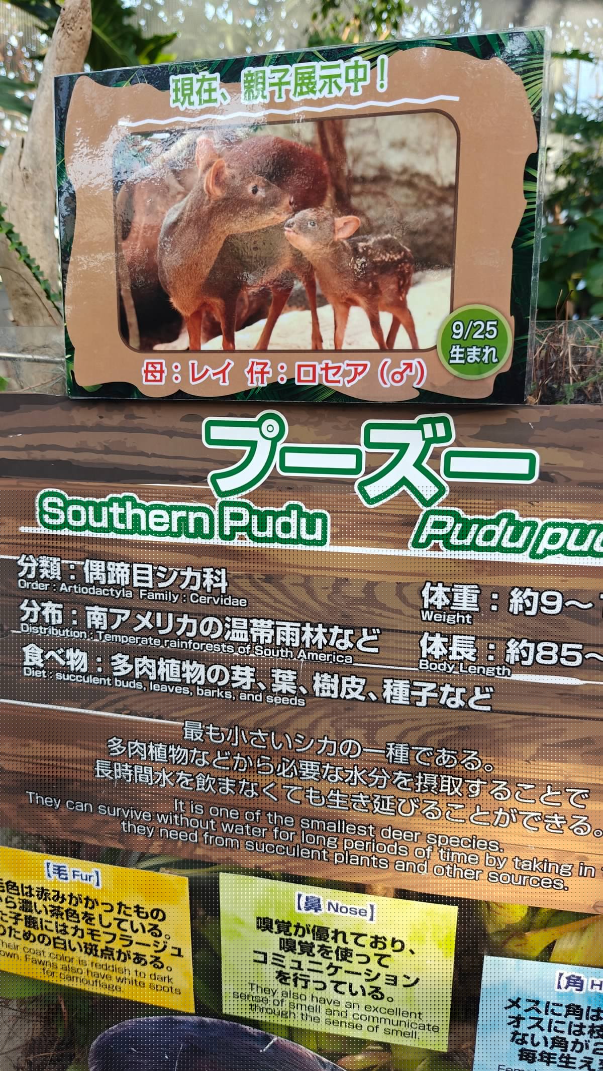Info sign プーズー / Southern Pudu (Pudu puda),