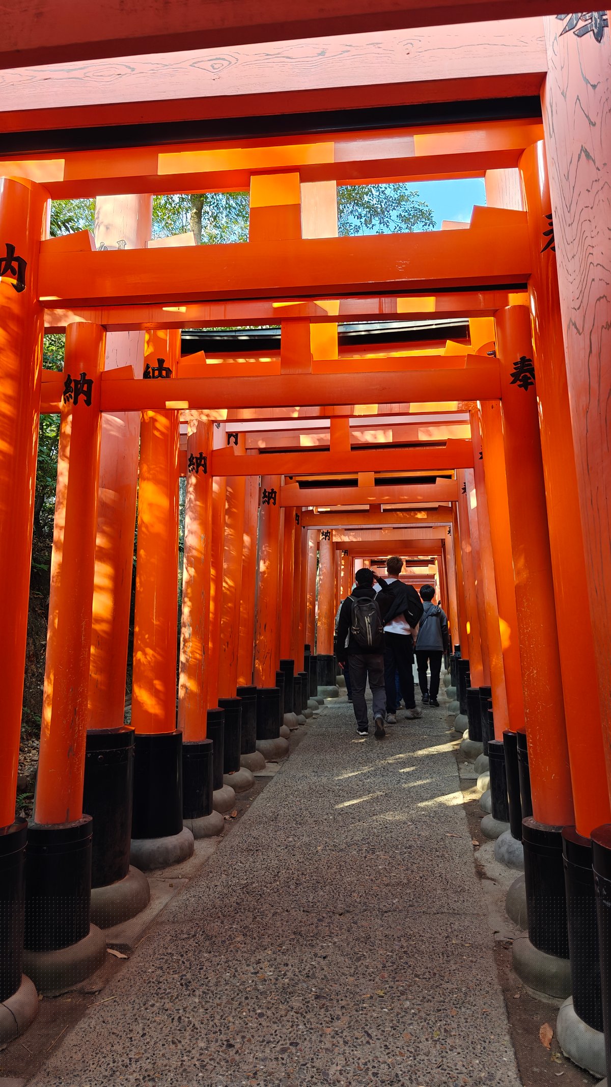 Interior vermilion torii tunnel