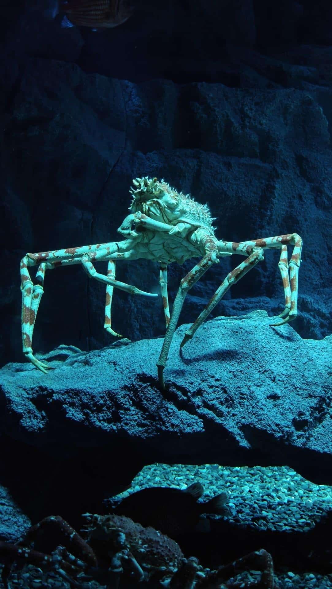 Japanese spider crab on rocky surface