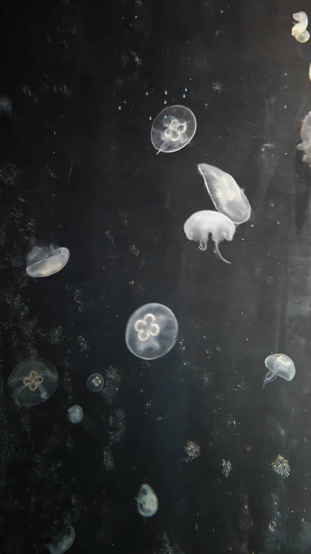 Jellyfish floating in dark water