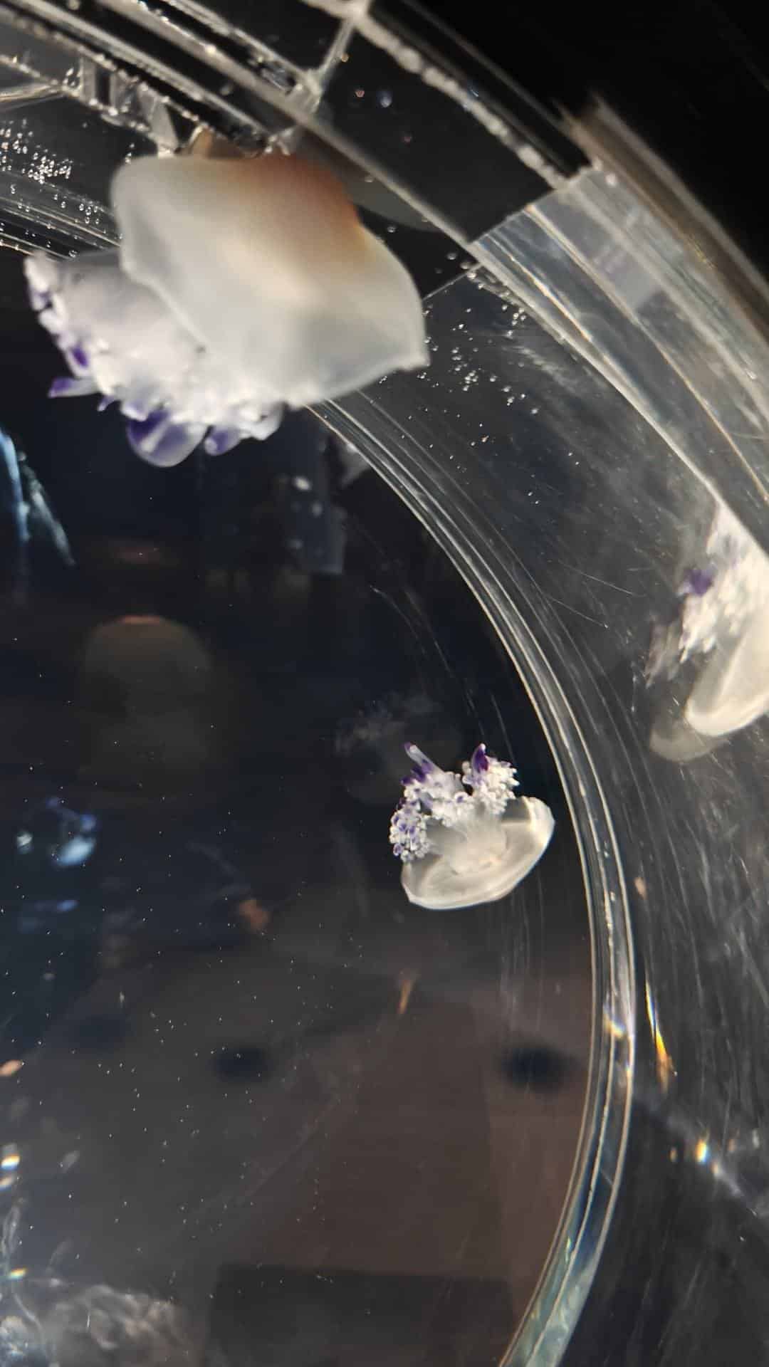 Jellyfish floating in illuminated tank