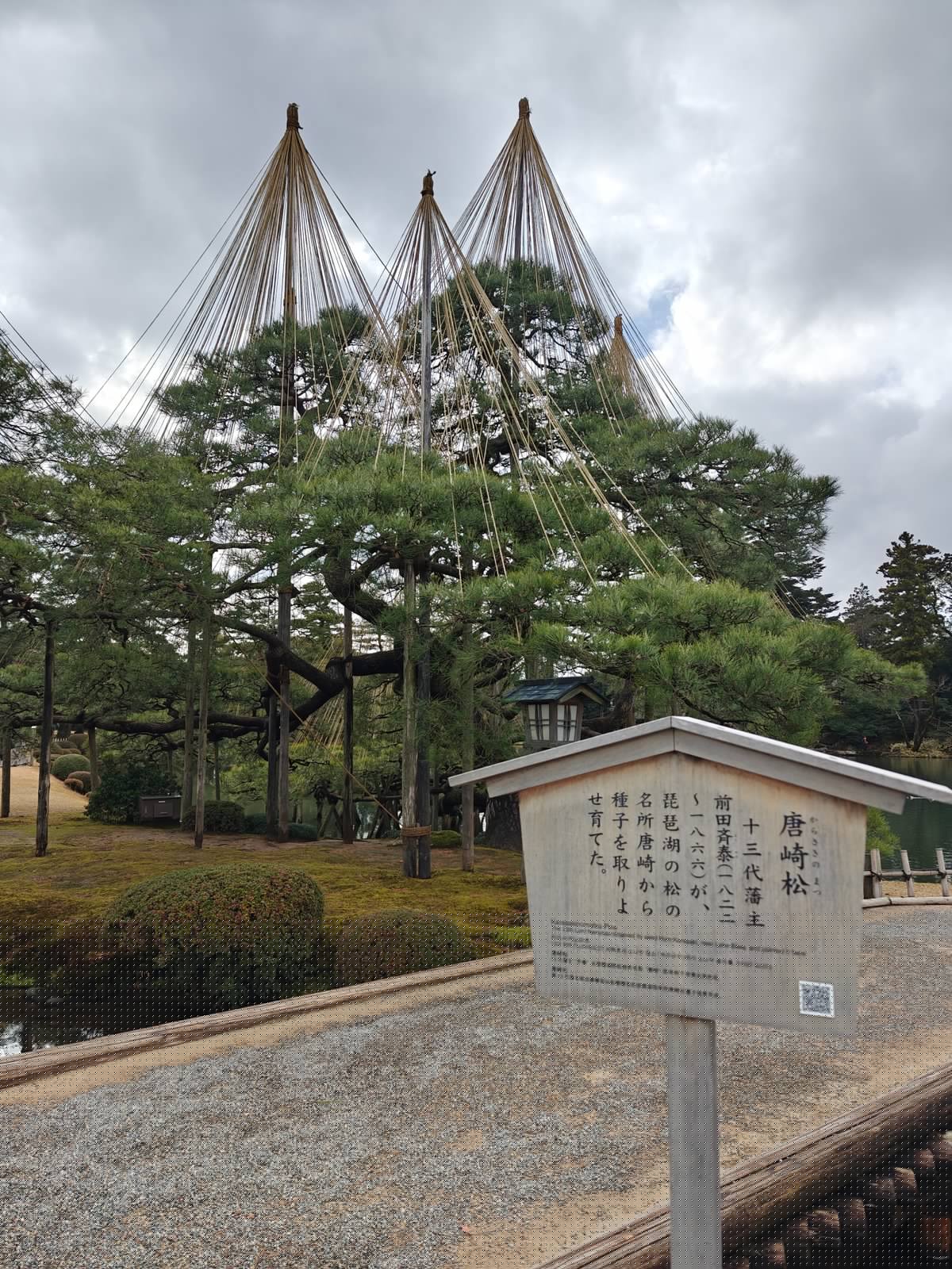 Karasaki Pine tall yukitsuri cones