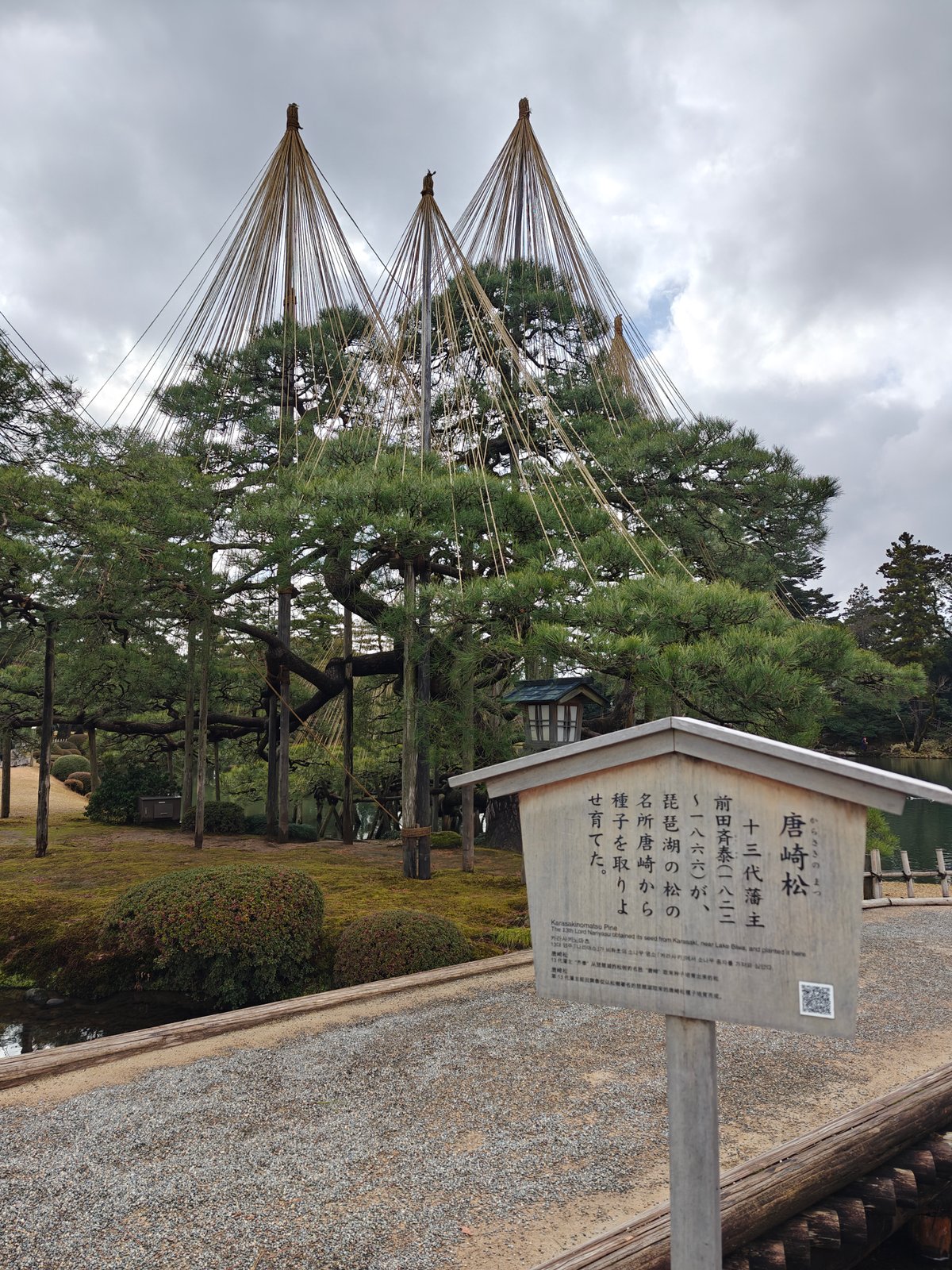 Karasaki Pine under yukitsuri ropes