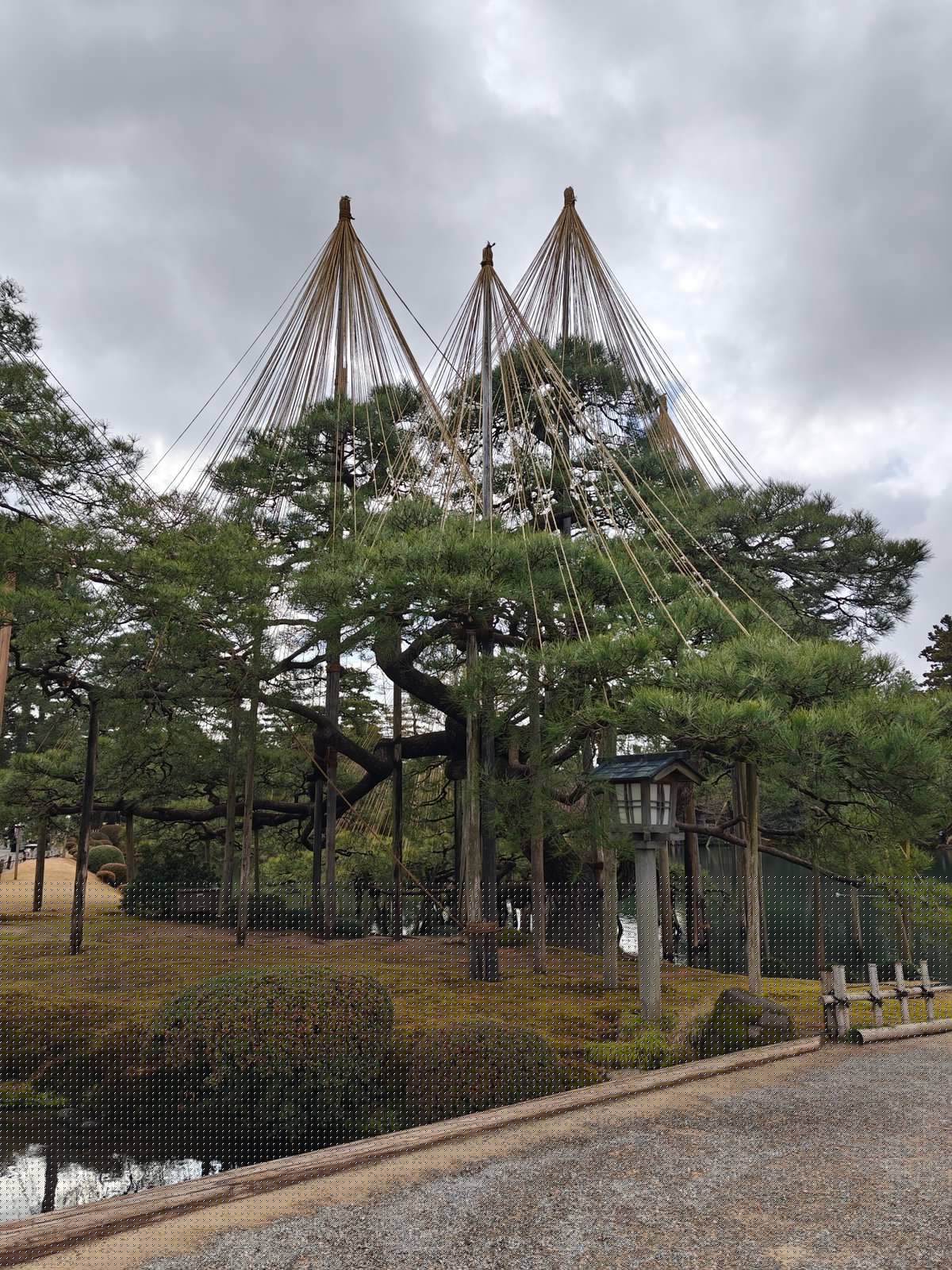 Karasaki Pine wider winter scene