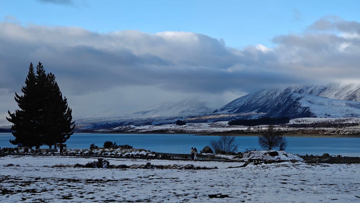 Lake Tekapo framed by lone pine