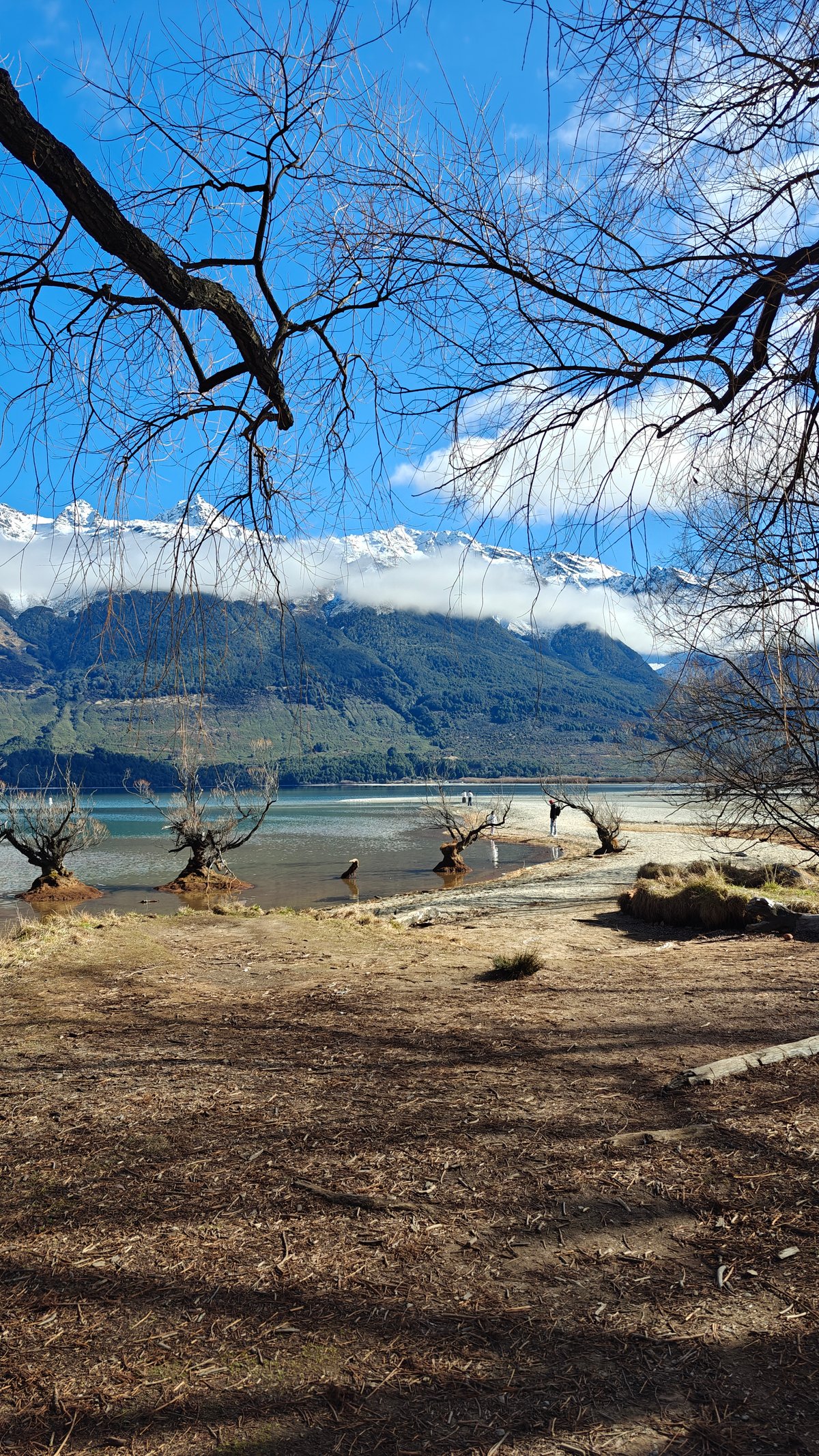 Lake vista framed by leafless branch