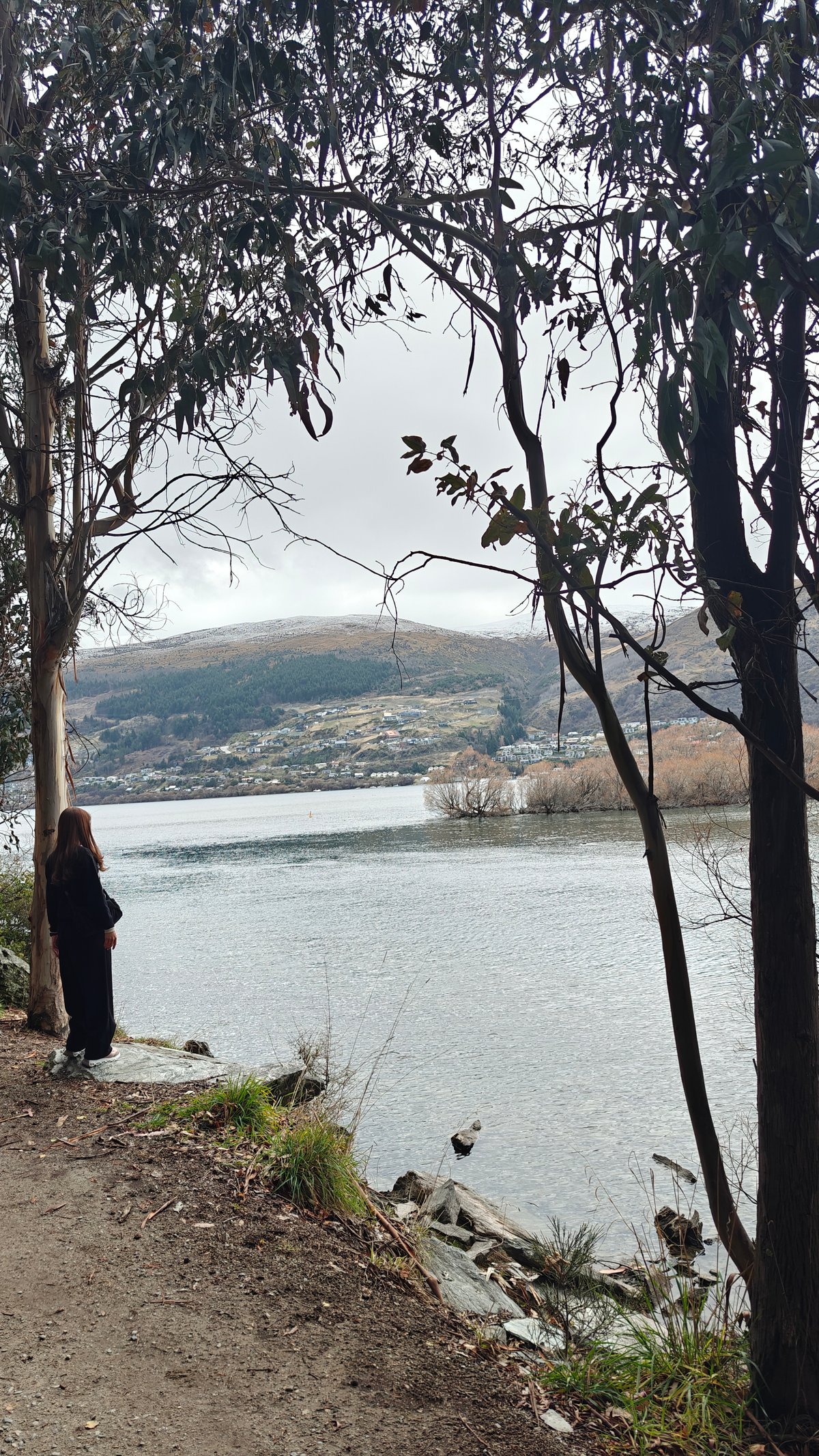 Lake Wakatipu framed by eucalyptus trunks