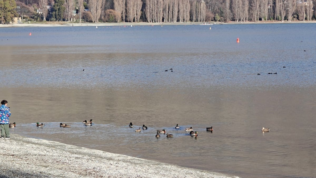 Lakefront beach backed by tall poplars