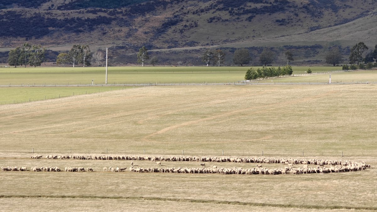Large sheep flock filing across
