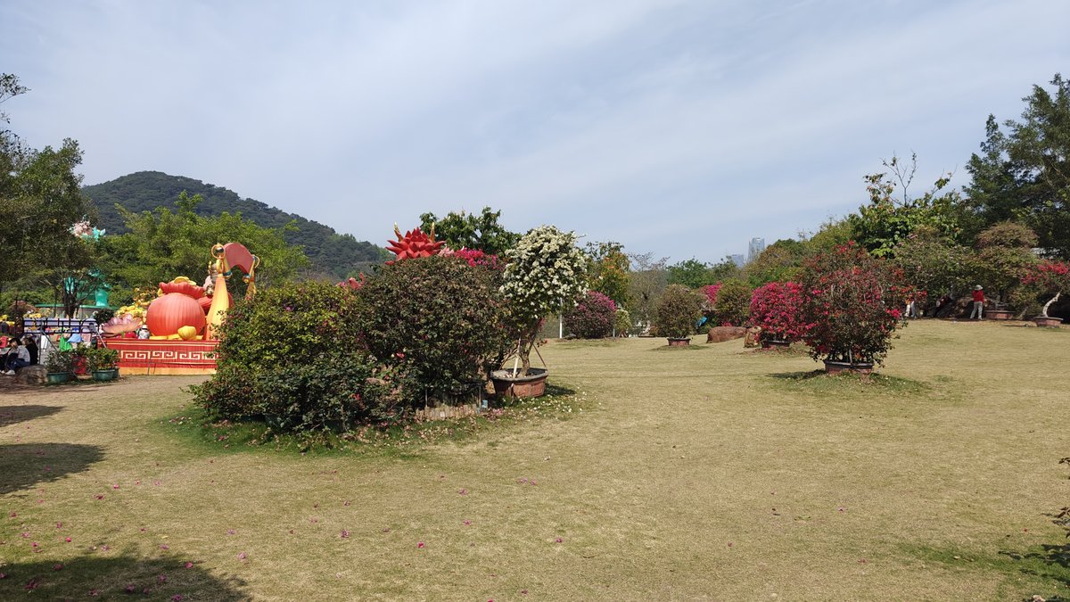 Lawn with flowering bougainvillea trees