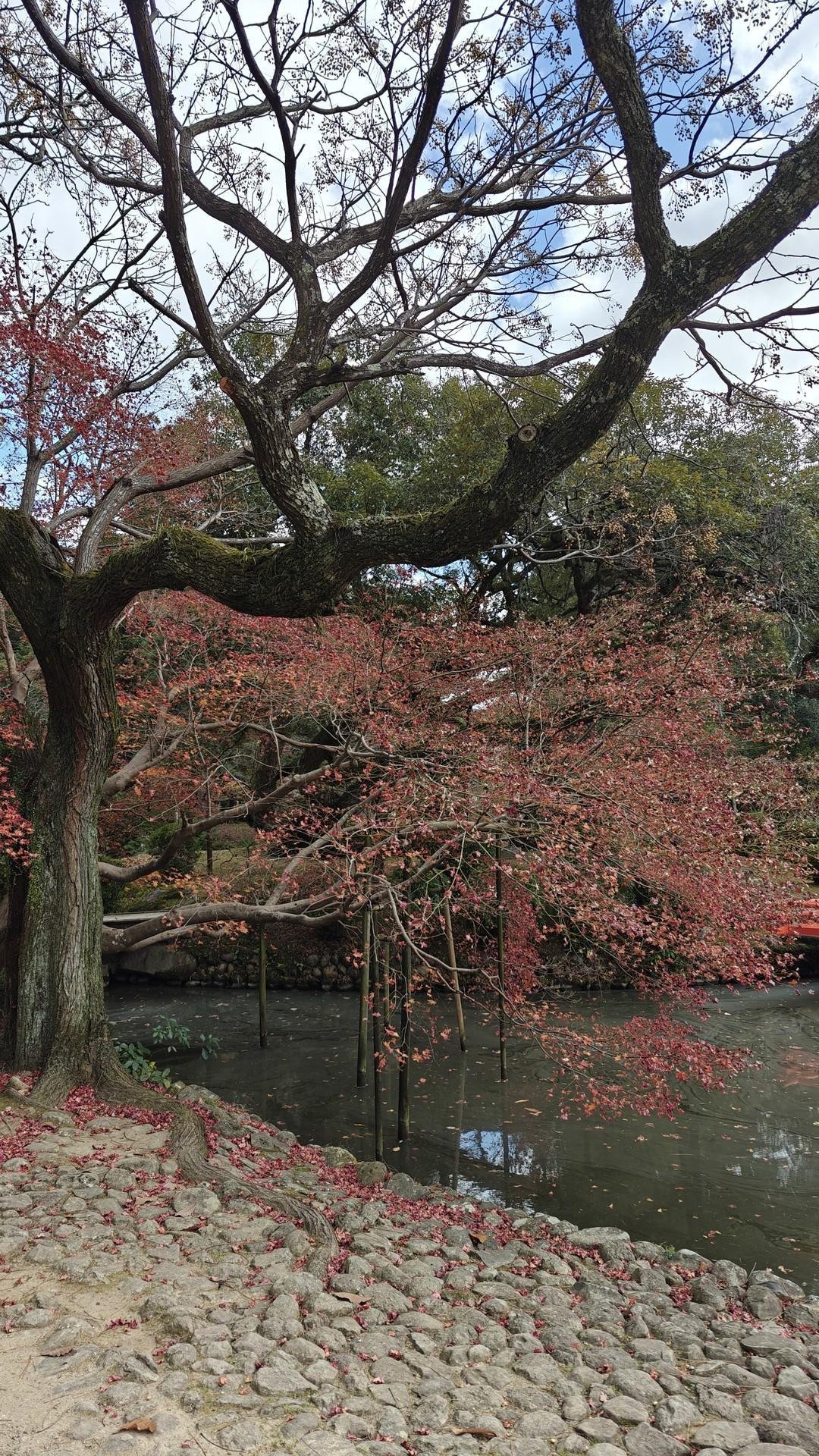 Leafless tree by calm pond