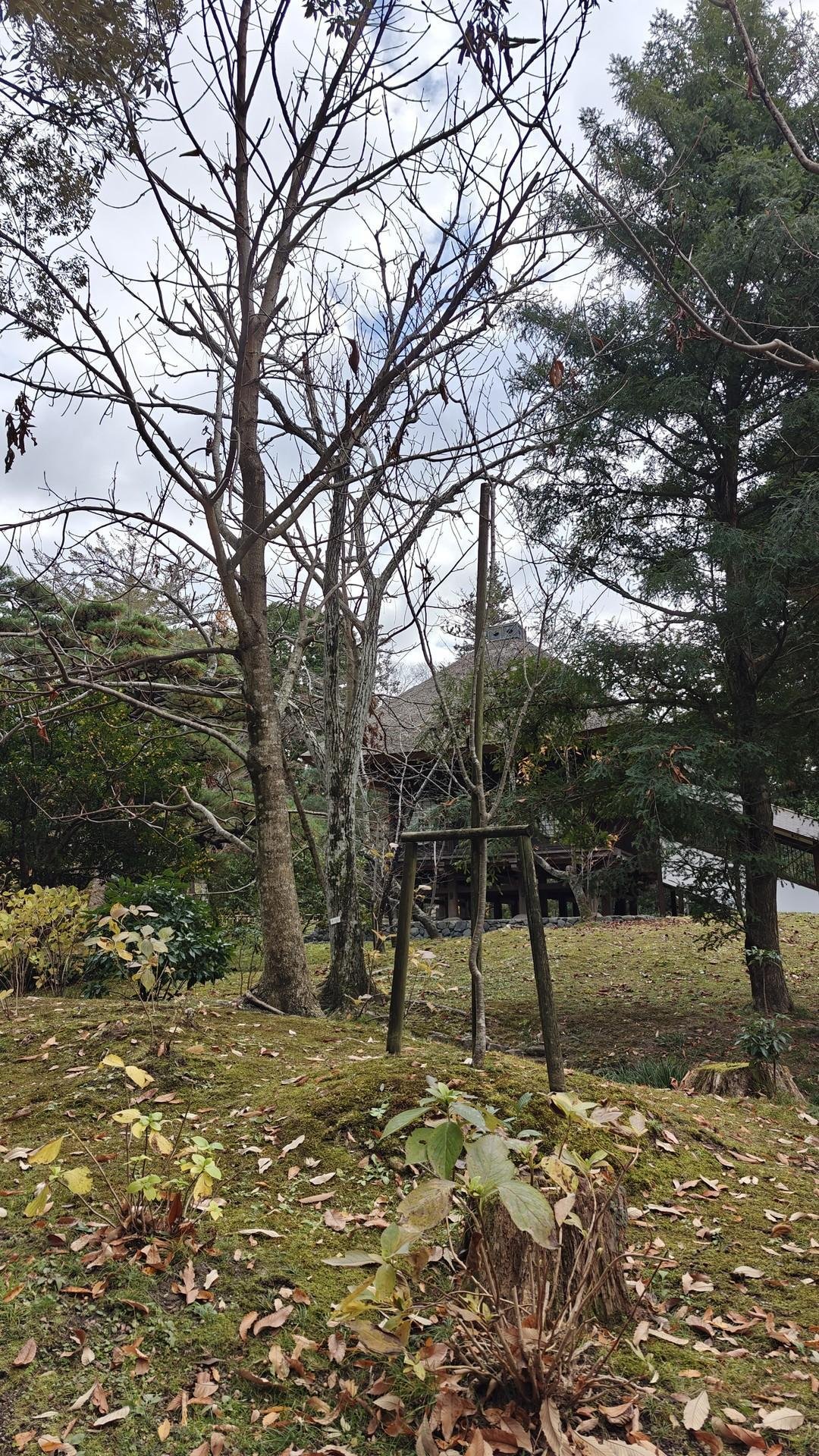 Leafless tree in a serene garden