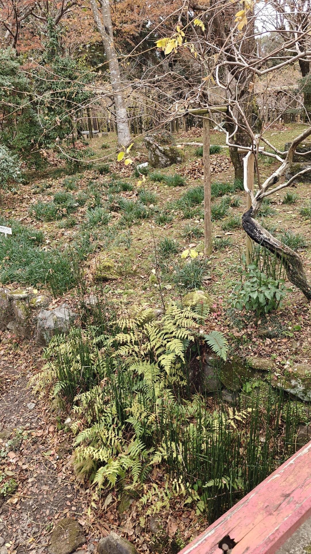 Leafy garden with autumn foliage