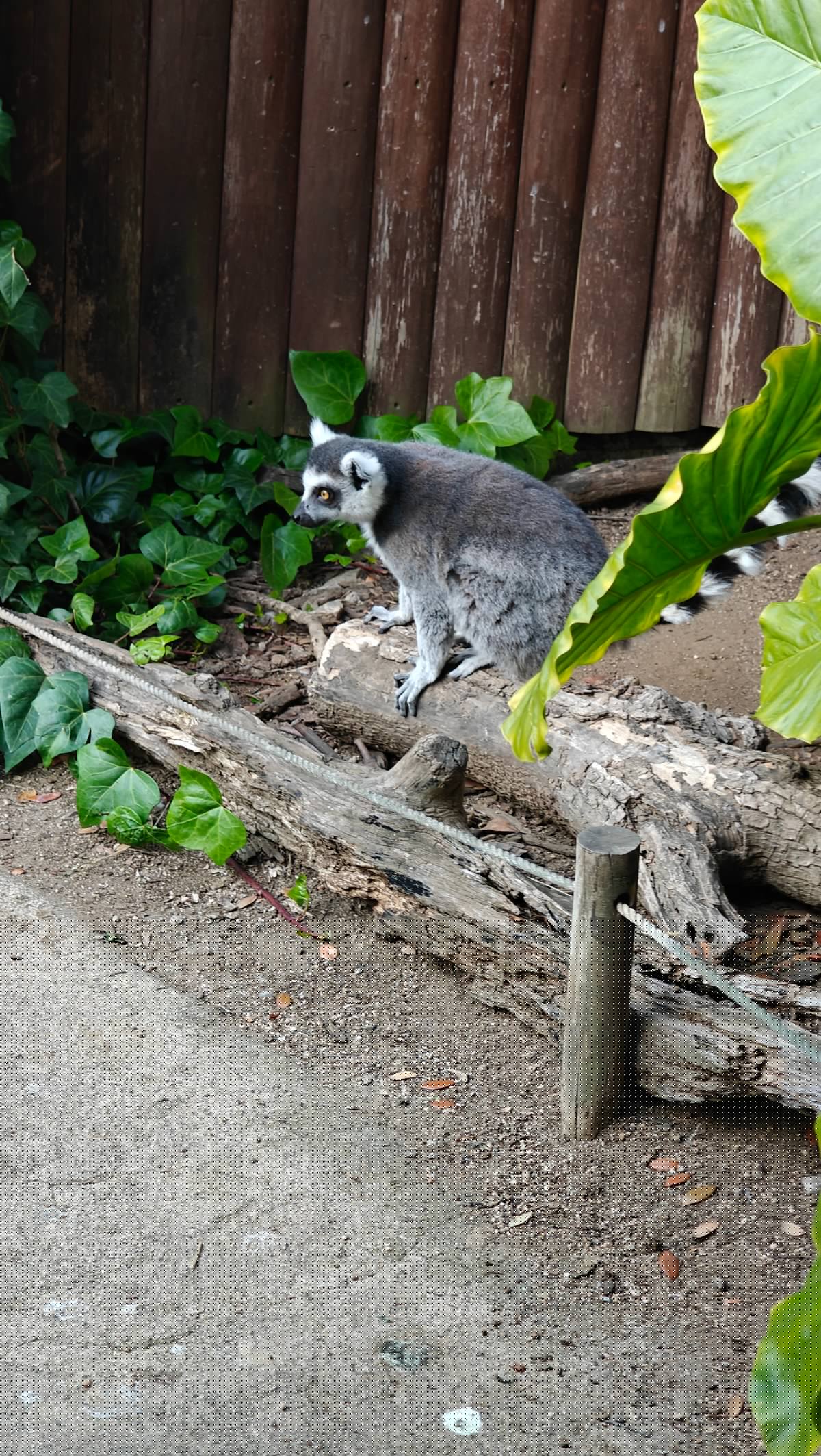 Lemur walking along log