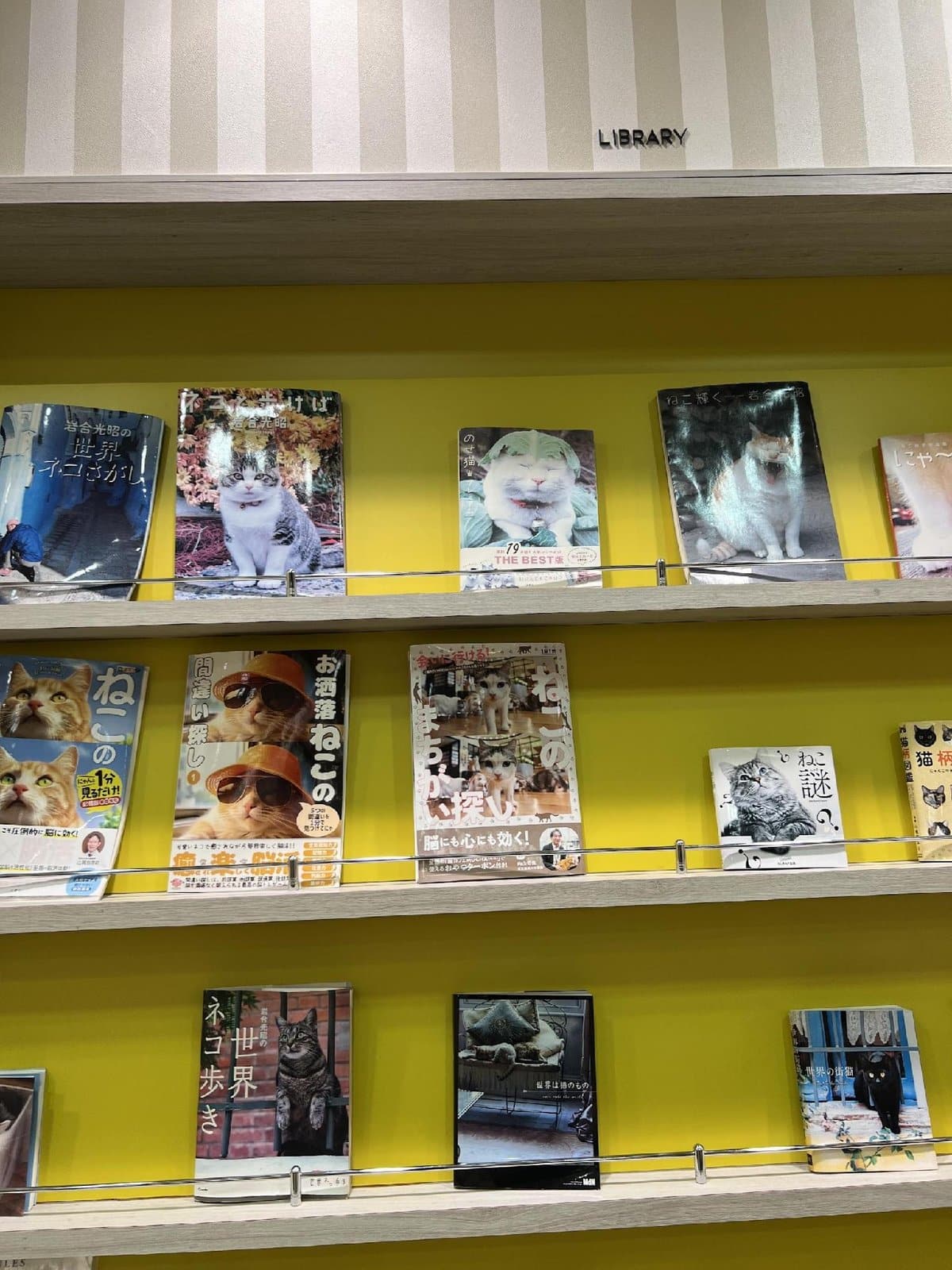 Library shelf with cat-themed books