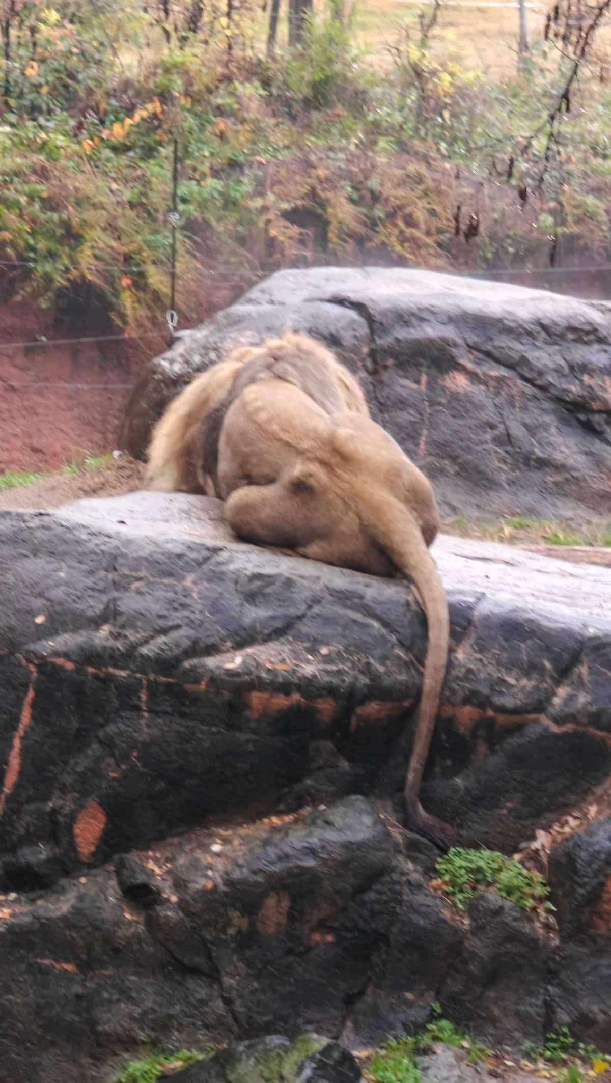 Lion resting on rock