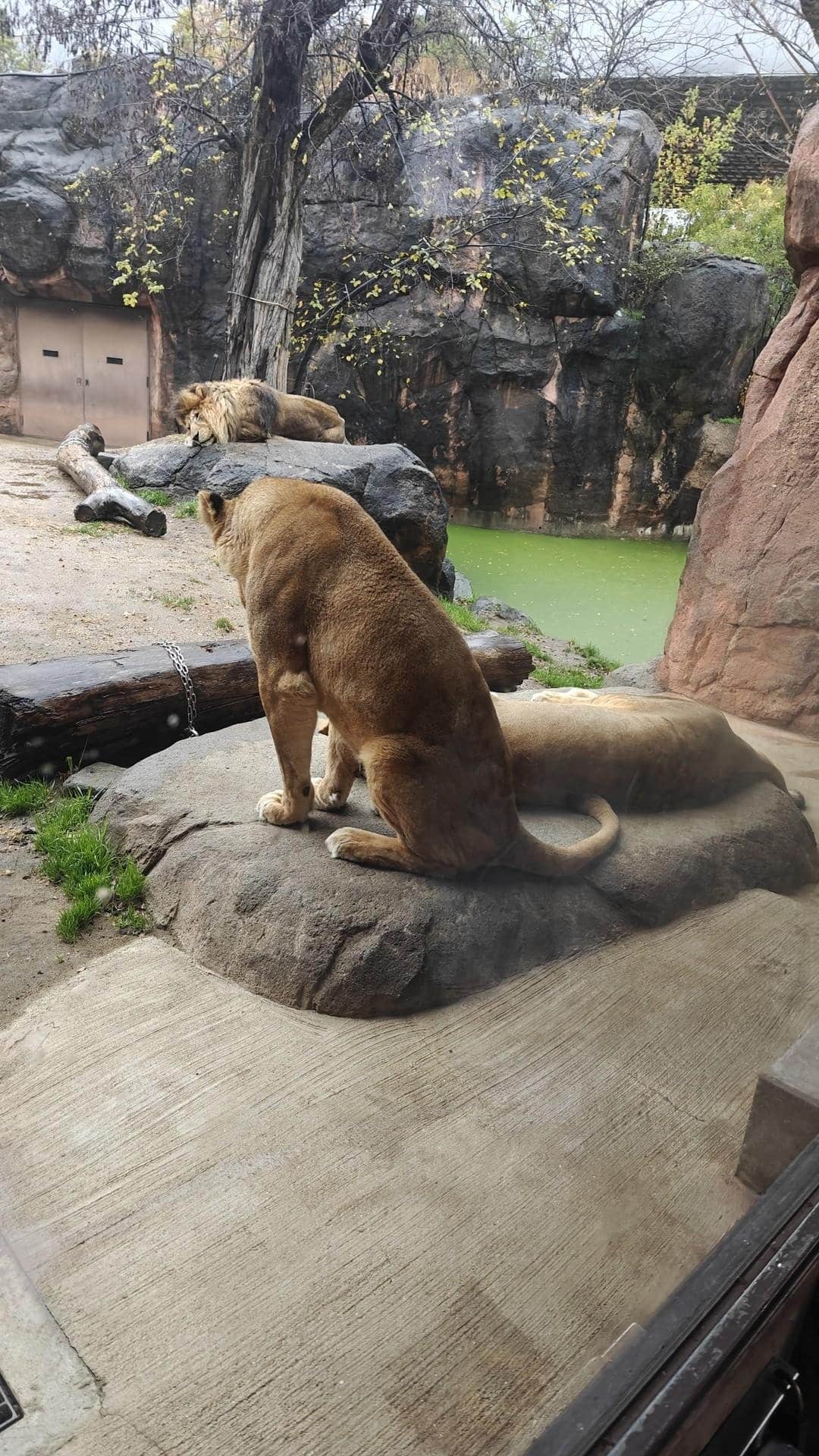 Lions resting on rocky terrain