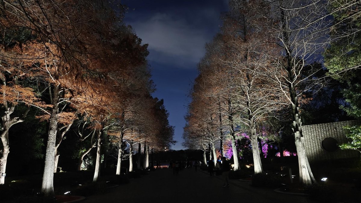 Lit trees lining a nighttime pathway