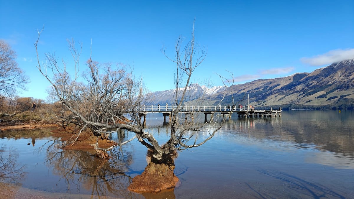 Lone bare tree mirrored in calm lake