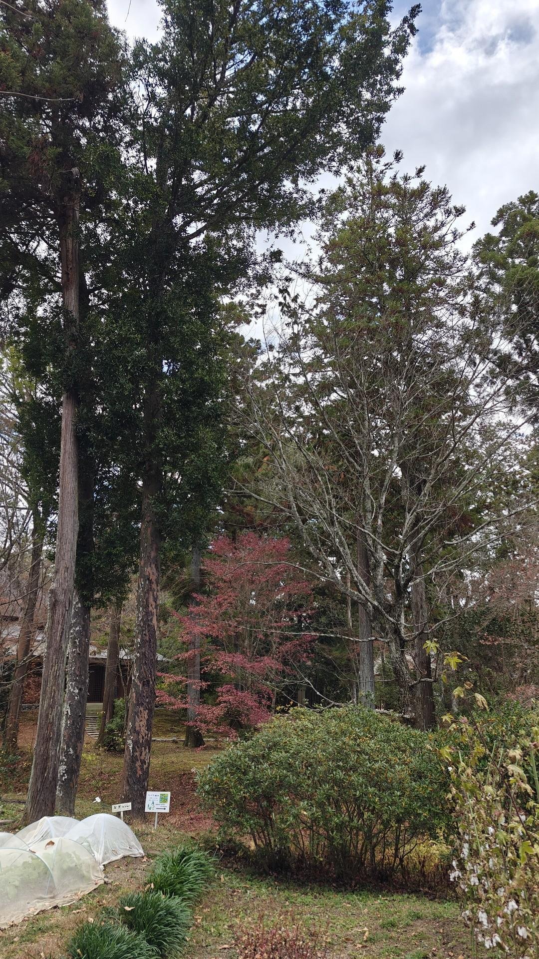 Lush garden with tall trees and shrubs