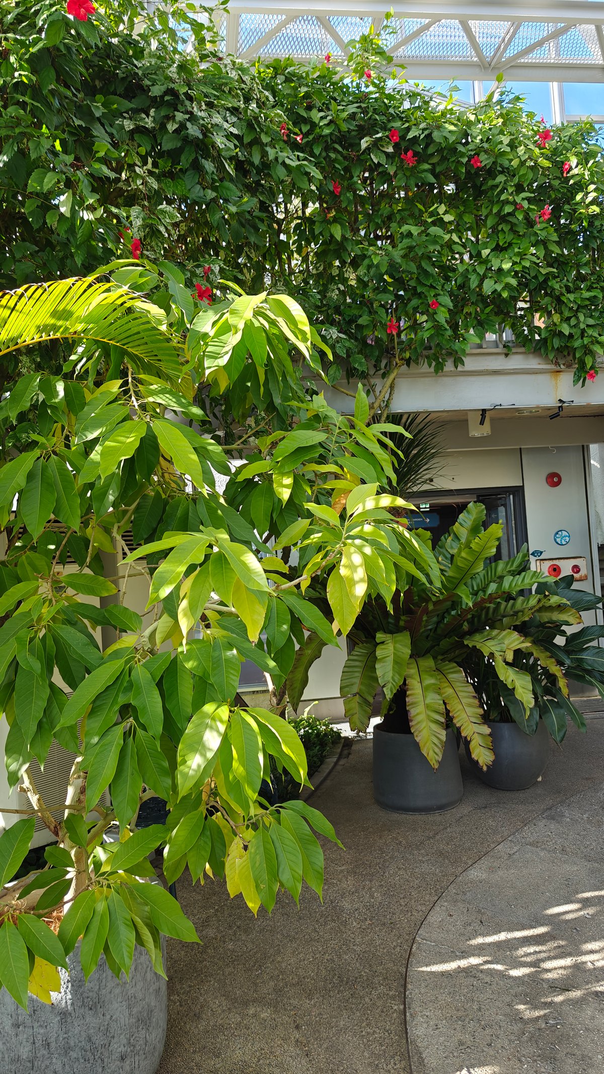 Lush tropical foliage and ferns inside the greenhouse