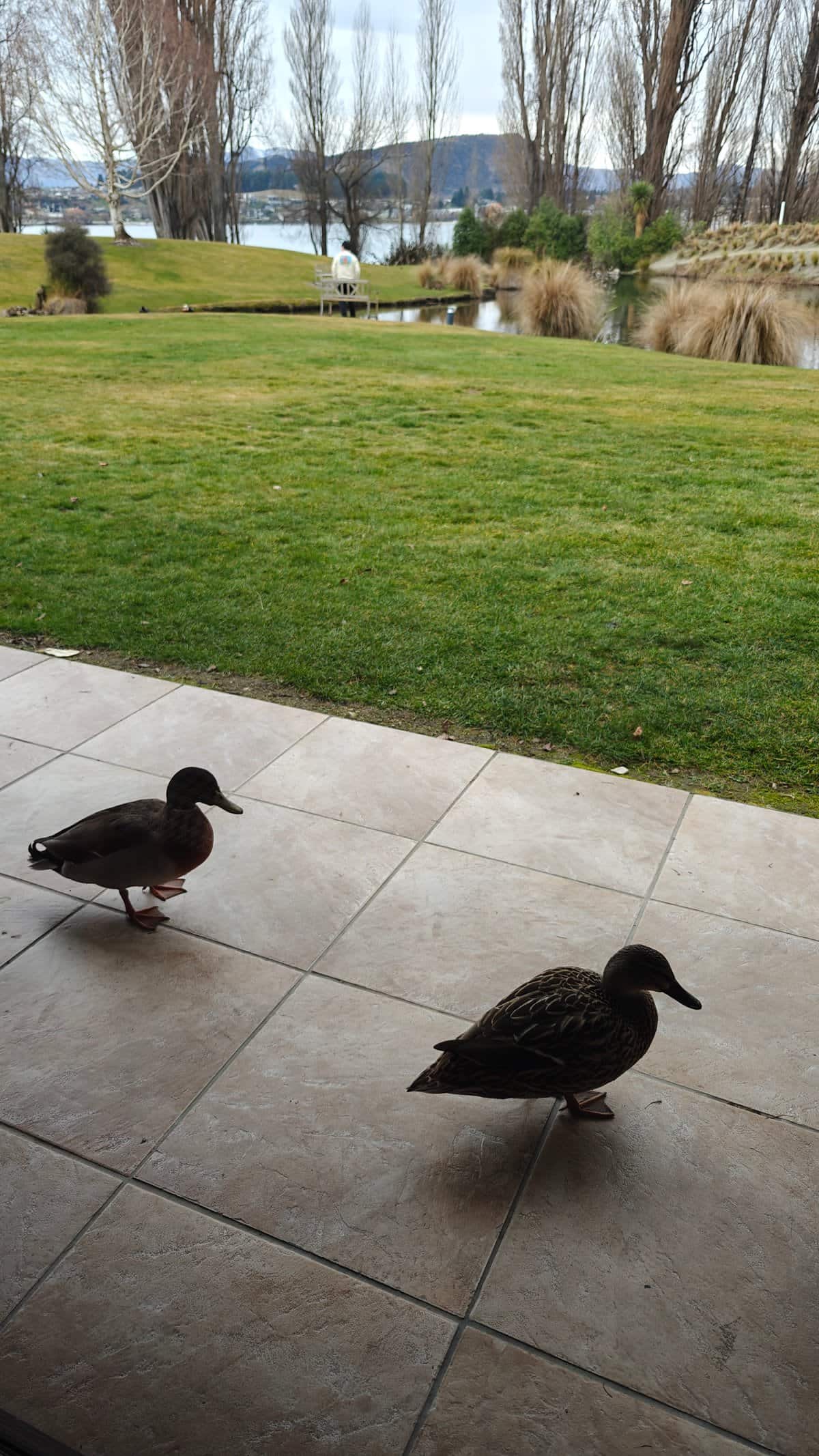 Male mallard duck on patio