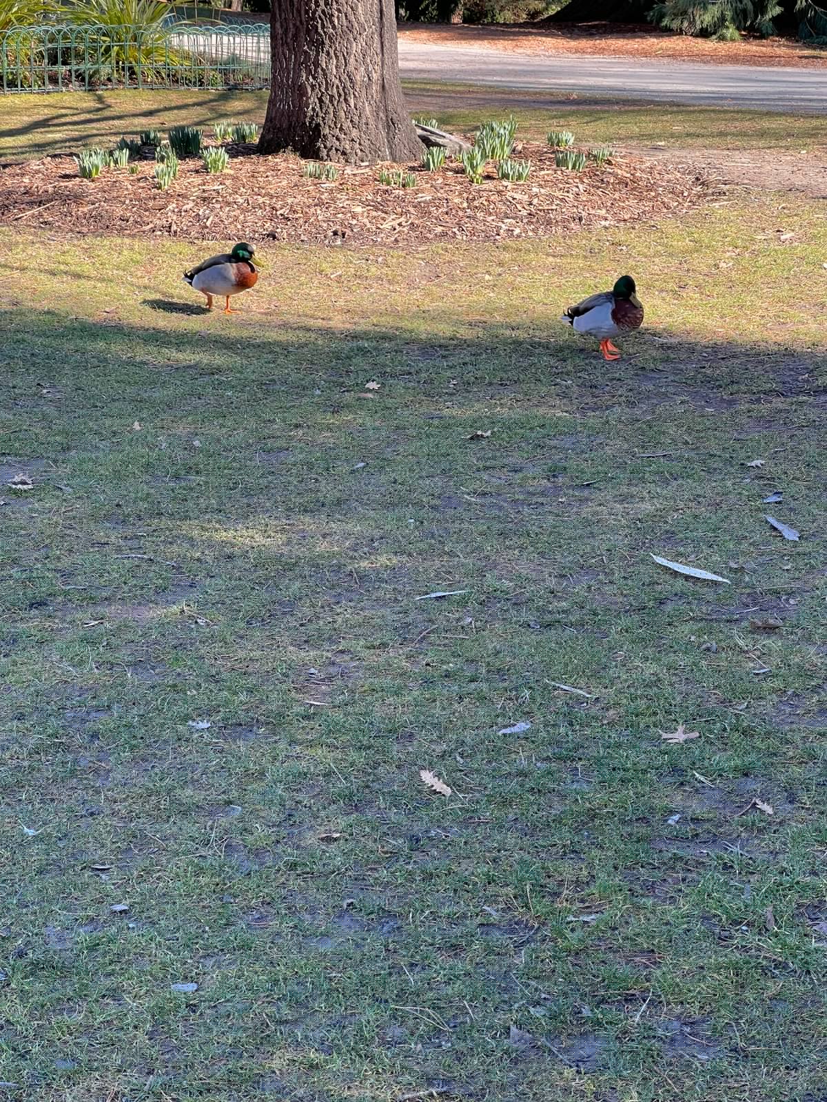 Mallard ducks resting by pond