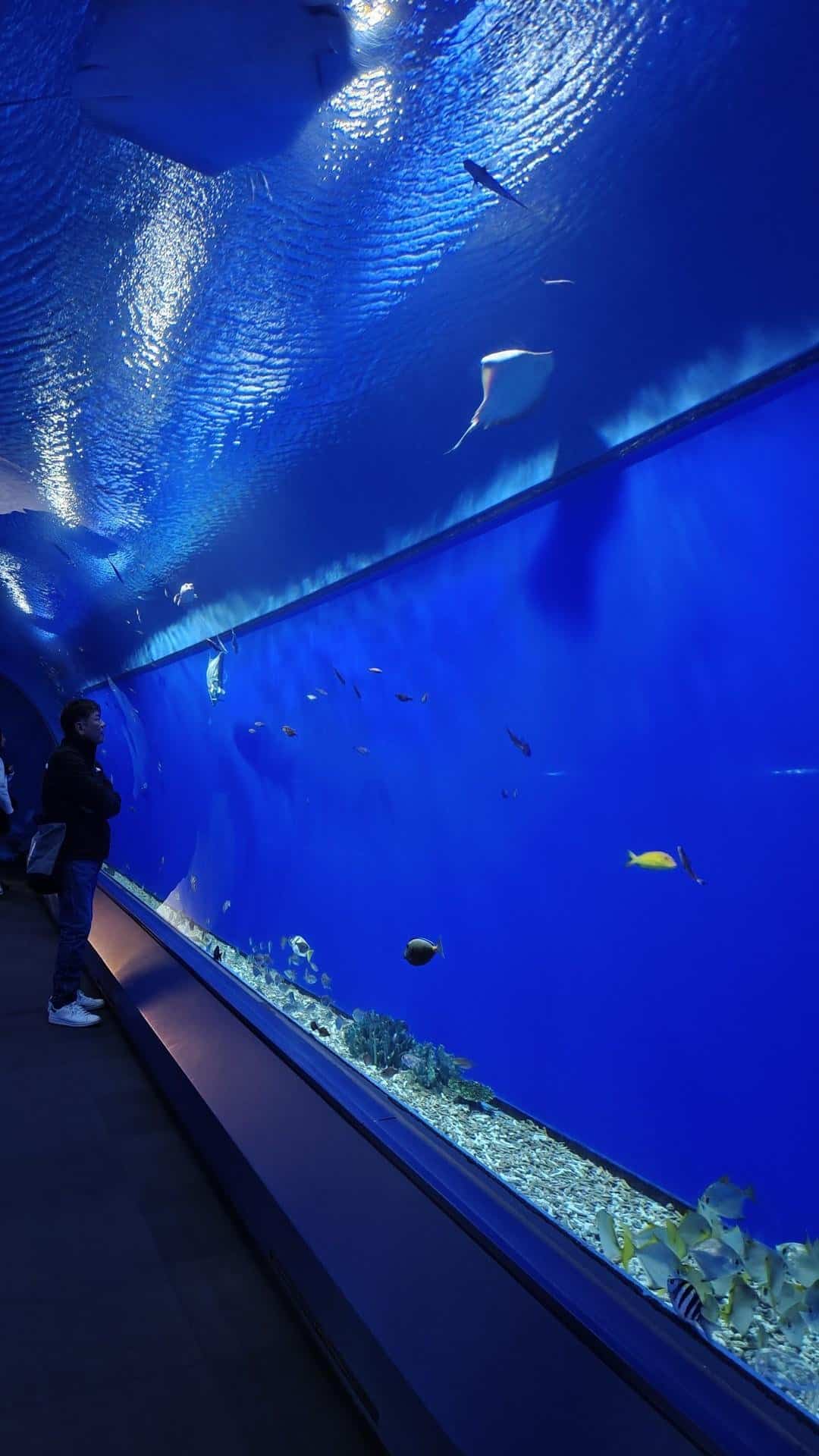 Man admiring large aquarium exhibit
