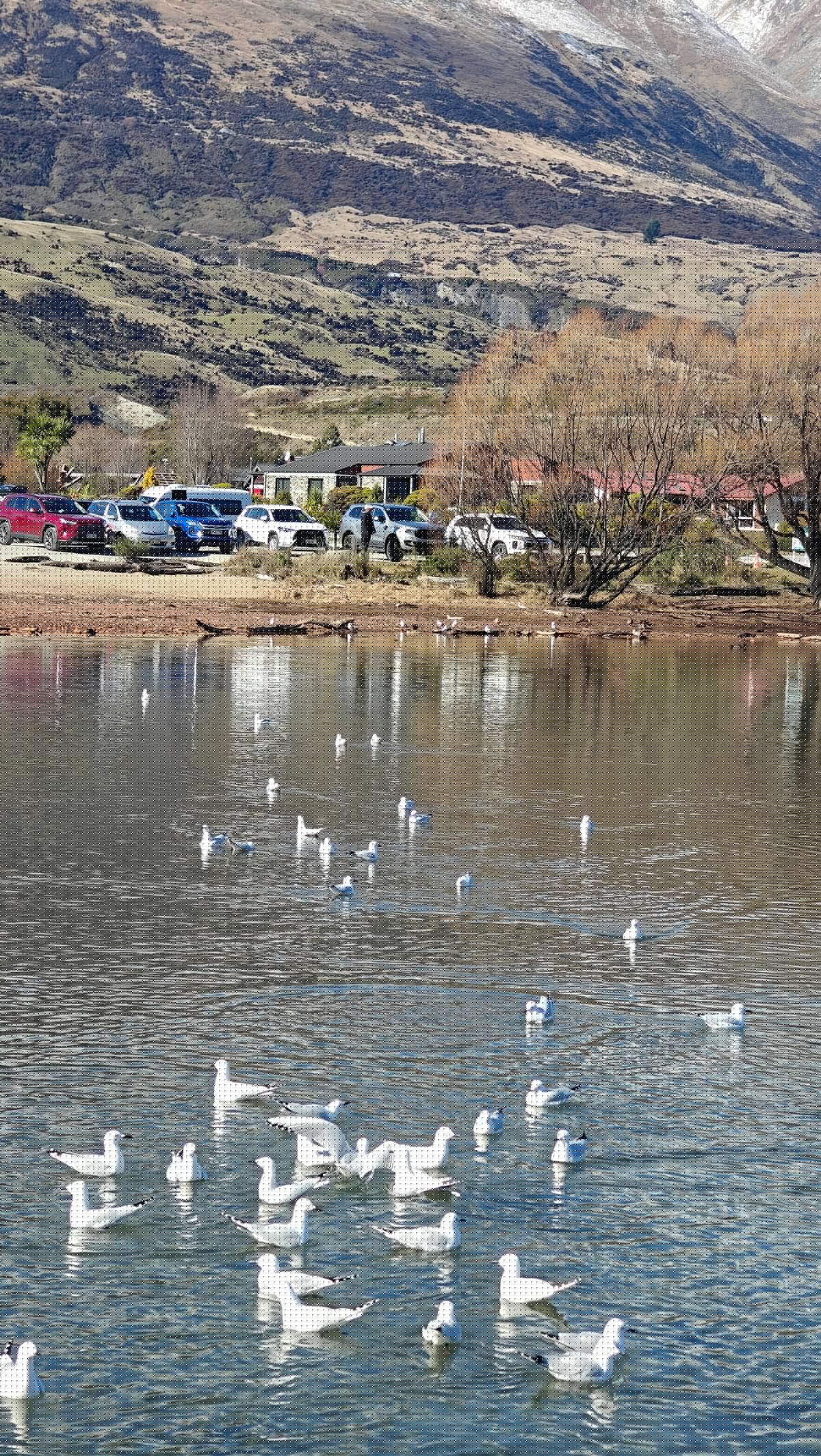 Many gulls gathered on lake