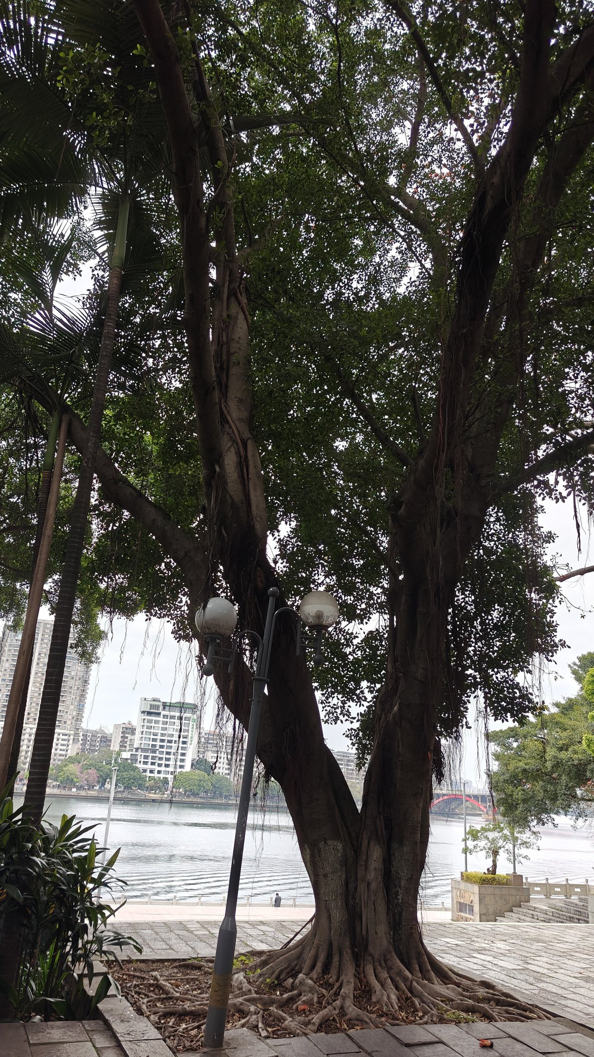 Massive banyan tree riverside