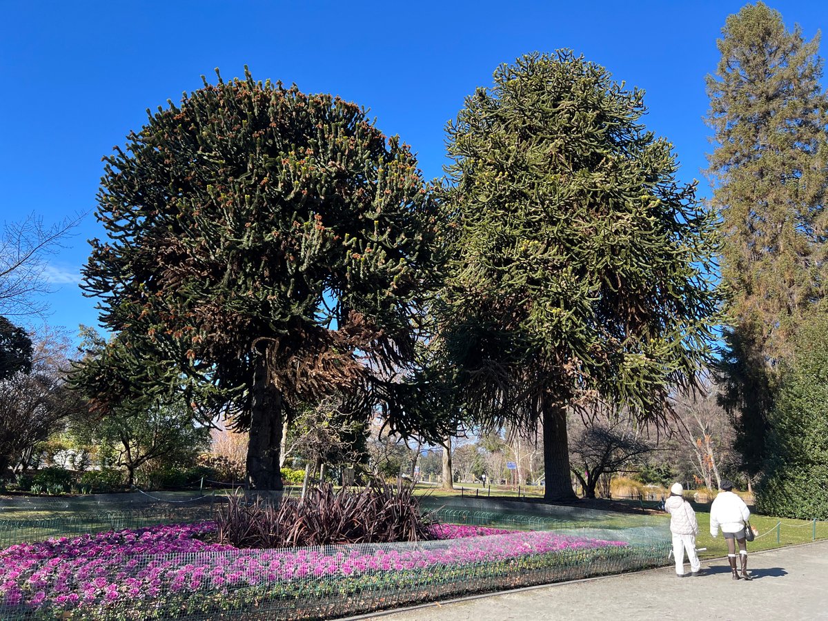Mature specimen trees above colourful flower borders along