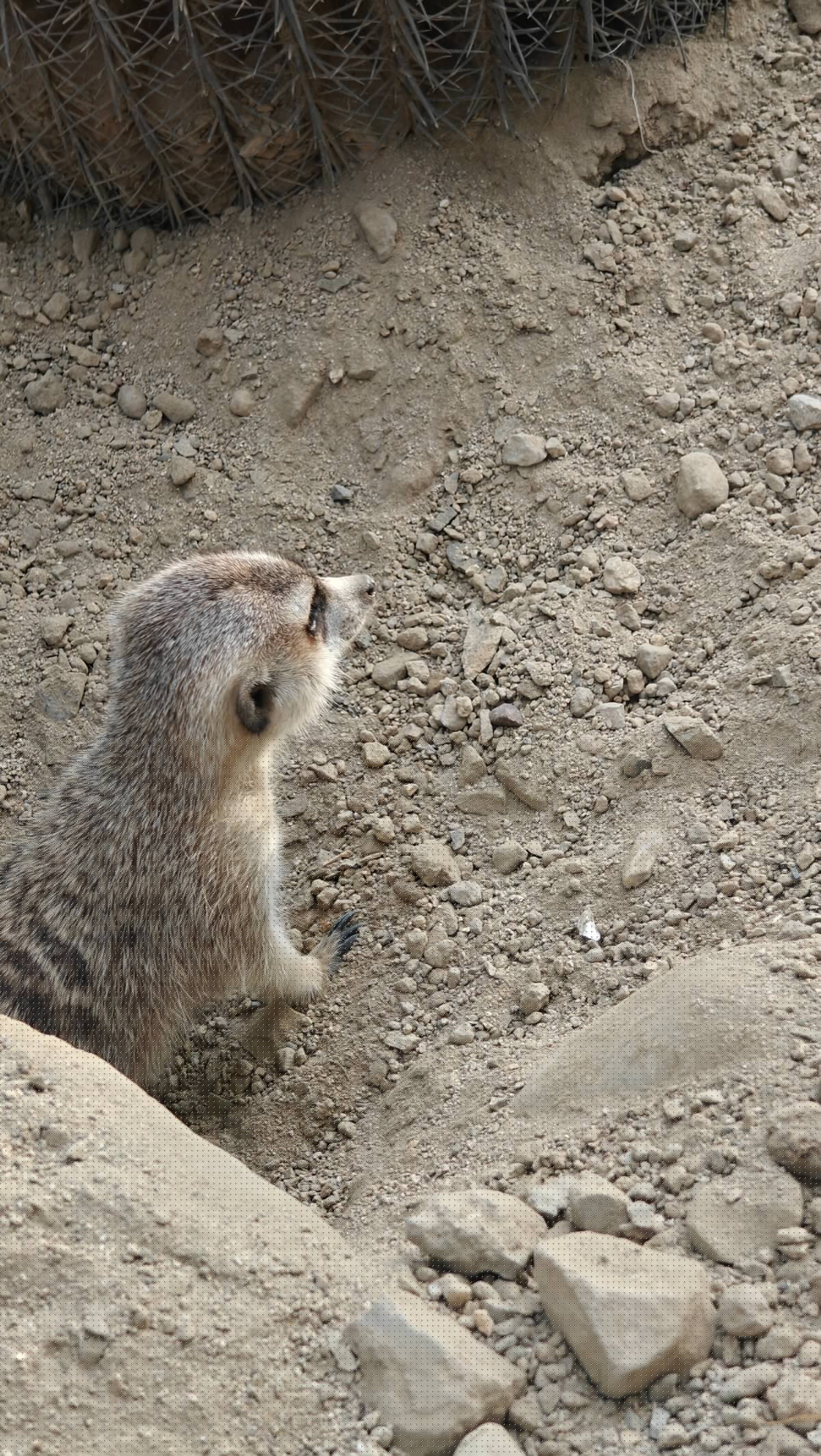 Meerkat standing tall on sentry