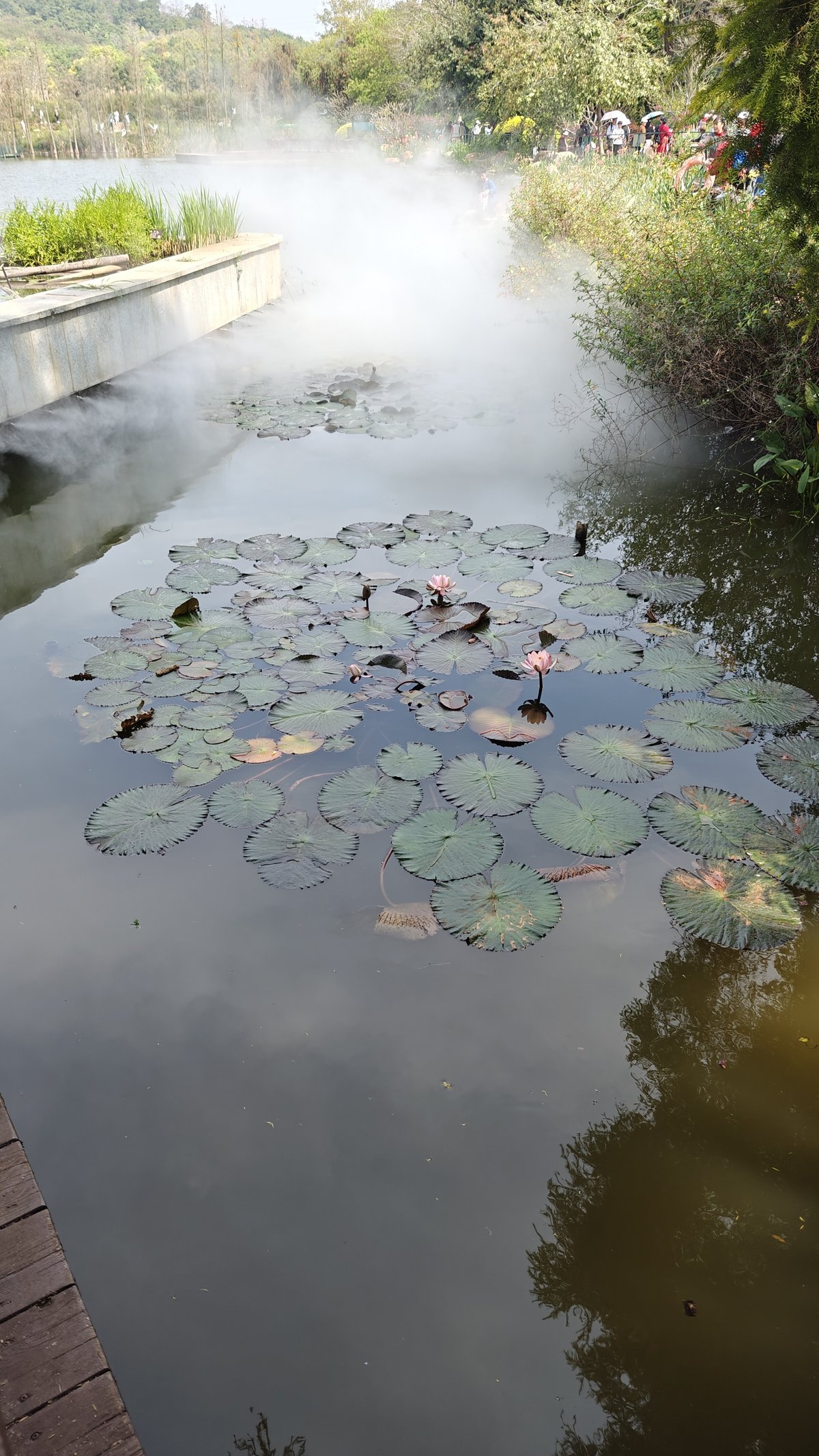 Misty lotus pond scene