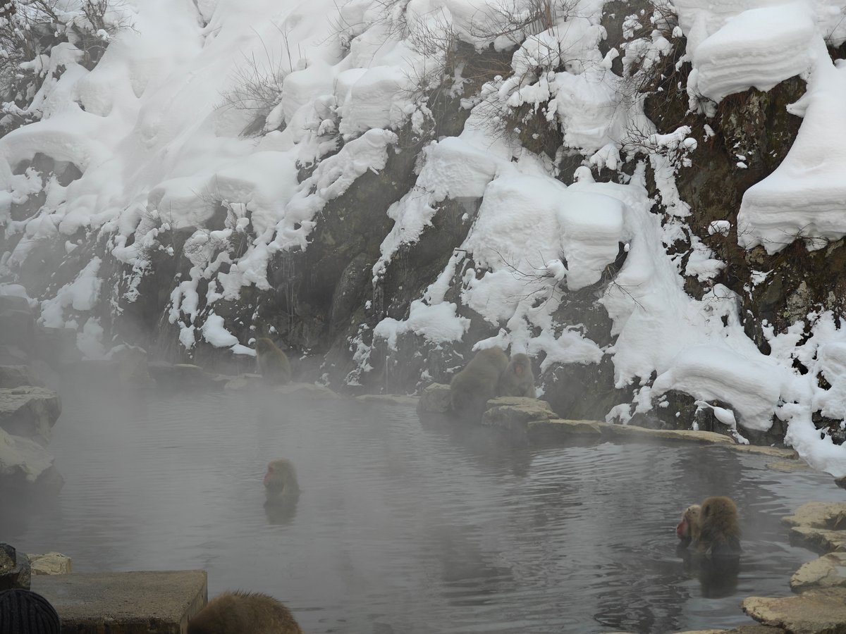 Monkey swimming in hot spring