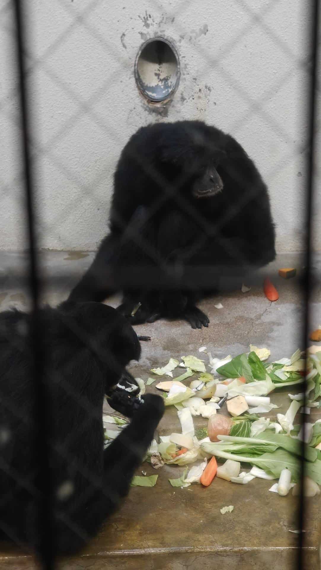 Monkeys in enclosure with vegetables