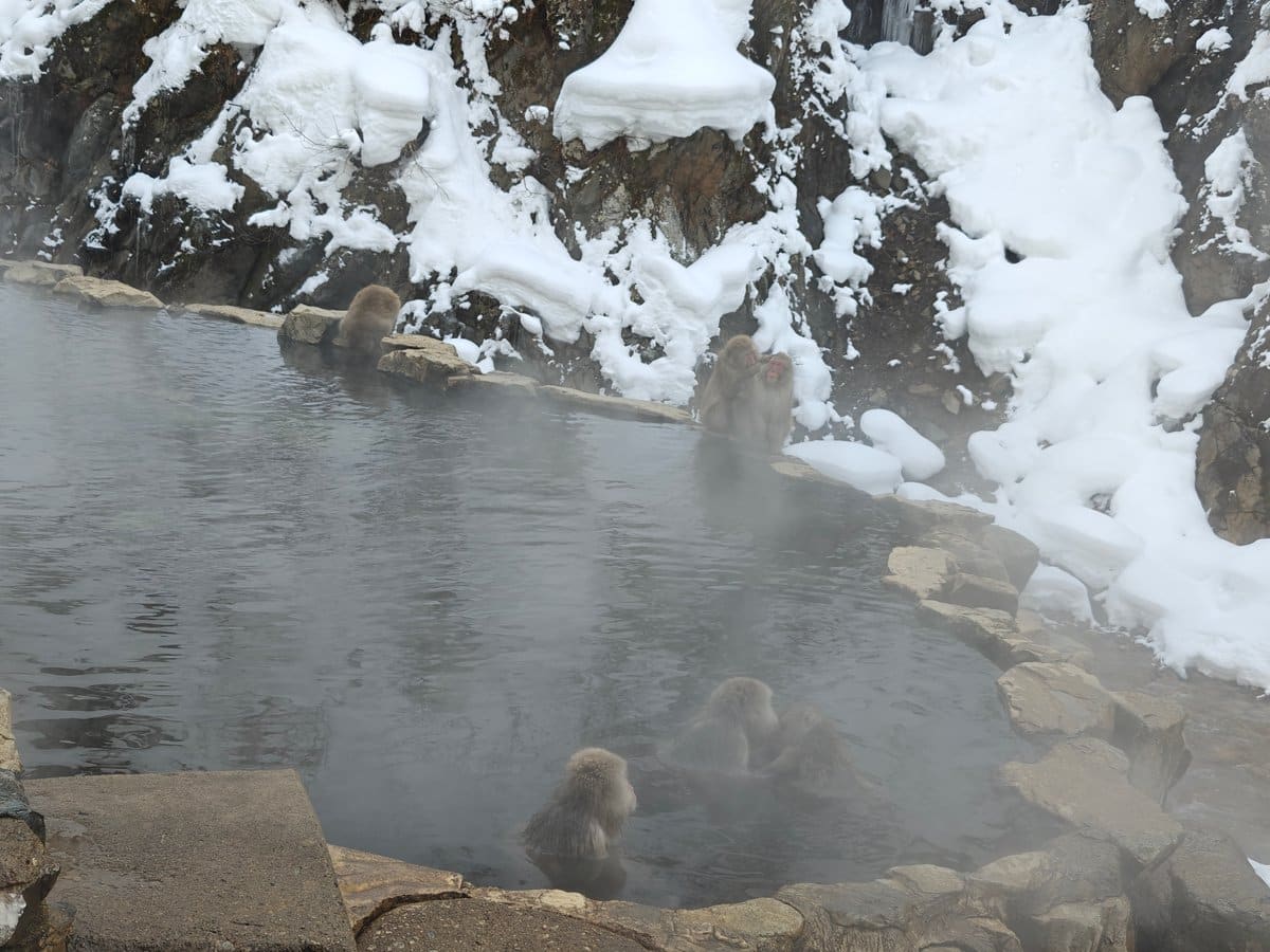 Monkeys soaking in steaming pool