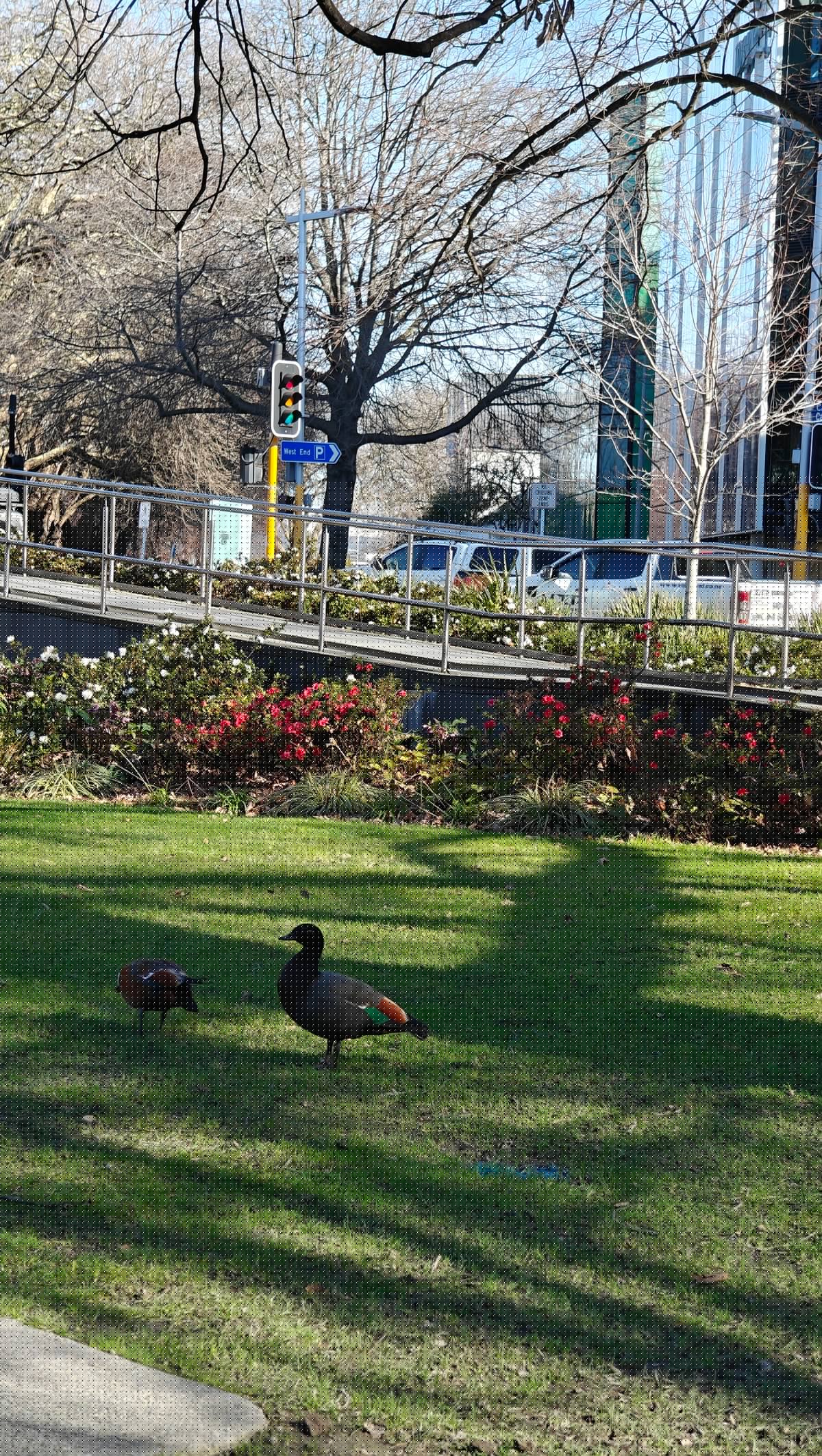 Native paradise shelducks grazing lawn