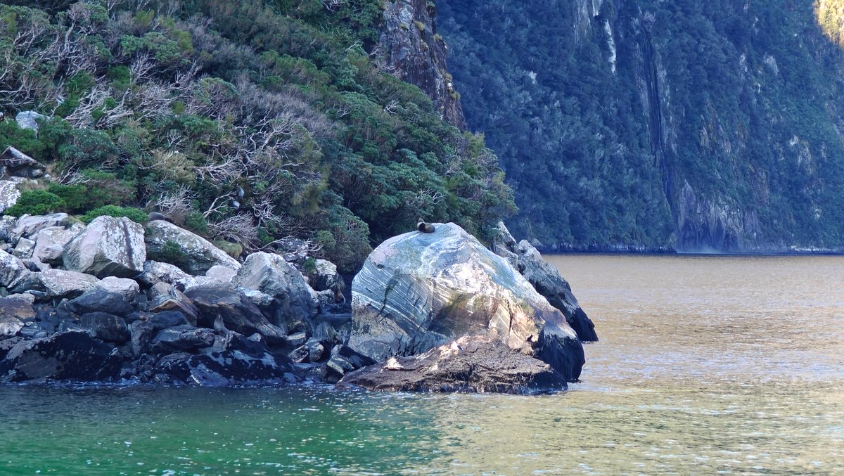 New Zealand fur seals on rocks