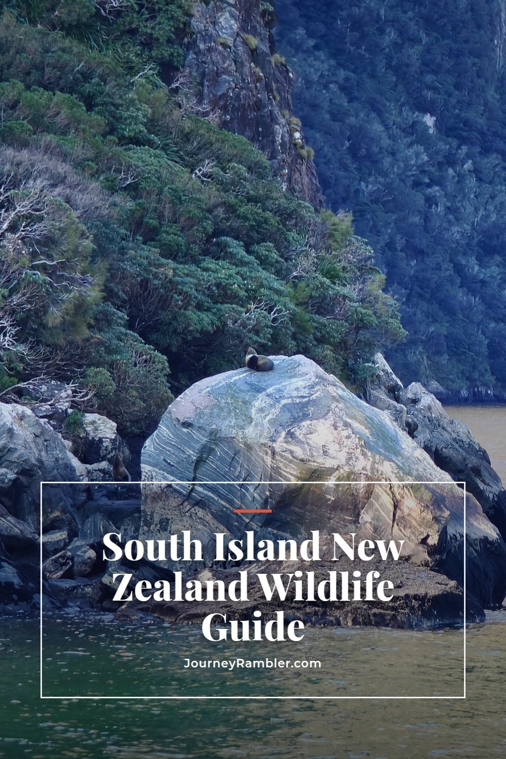 The New Zealand Wildlife I Actually Saw on the South Island